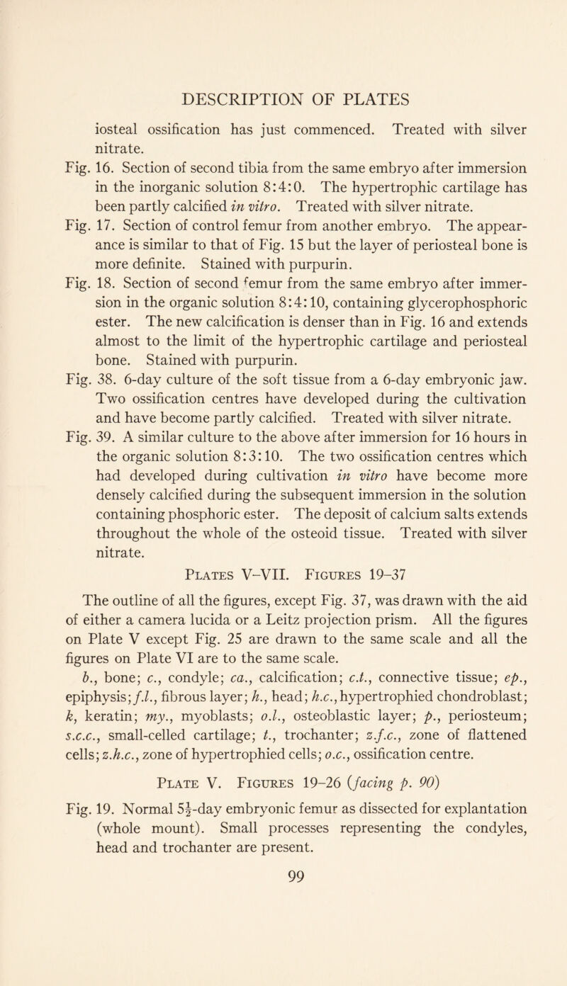 iosteal ossification has just commenced. Treated with silver nitrate. Fig. 16. Section of second tibia from the same embryo after immersion in the inorganic solution 8:4:0. The hypertrophic cartilage has been partly calcified in vitro. Treated with silver nitrate. Fig. 17. Section of control femur from another embryo. The appear- ance is similar to that of Fig. 15 but the layer of periosteal bone is more definite. Stained with purpurin. Fig. 18. Section of second femur from the same embryo after immer- sion in the organic solution 8:4:10, containing glycerophosphoric ester. The new calcification is denser than in Fig. 16 and extends almost to the limit of the hypertrophic cartilage and periosteal bone. Stained with purpurin. Fig. 38. 6-day culture of the soft tissue from a 6-day embryonic jaw. Two ossification centres have developed during the cultivation and have become partly calcified. Treated with silver nitrate. Fig. 39. A similar culture to the above after immersion for 16 hours in the organic solution 8:3:10. The two ossification centres which had developed during cultivation in vitro have become more densely calcified during the subsequent immersion in the solution containing phosphoric ester. The deposit of calcium salts extends throughout the whole of the osteoid tissue. Treated with silver nitrate. Plates V-VII. Figures 19-37 The outline of all the figures, except Fig. 37, was drawn with the aid of either a camera lucida or a Leitz projection prism. All the figures on Plate V except Fig. 25 are drawn to the same scale and all the figures on Plate VI are to the same scale. b., bone; c., condyle; ca., calcification; c.t., connective tissue; ep., epiphysis;/./., fibrous layer; h., head; h.c., hypertrophied chondroblast; k, keratin; my., myoblasts; o.l., osteoblastic layer; p., periosteum; s.c.c., small-celled cartilage; trochanter; z.f.c., zone of flattened cells; z.h.c., zone of hypertrophied cells; o.c., ossification centre. Plate V. Figures 19-26 (facing p. 90) Fig. 19. Normal 5|-day embryonic femur as dissected for explantation (whole mount). Small processes representing the condyles, head and trochanter are present.