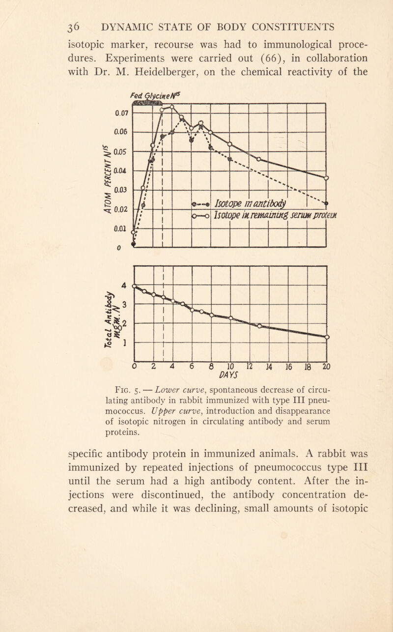 isotopic marker, recourse was had to immunological proce- dures. Experiments were carried out (66), in collaboration with Dr. M. Heidelberger, on the chemical reactivity of the Fig. 5. — Lower curve, spontaneous decrease of circu- lating antibody in rabbit immunized with type III pneu- mococcus. Upper curve, introduction and disappearance of isotopic nitrogen in circulating antibody and serum proteins. specific antibody protein in immunized animals. A rabbit was immunized by repeated injections of pneumococcus type III until the serum had a high antibody content. After the in- jections were discontinued, the antibody concentration de- creased, and while it was declining, small amounts of isotopic