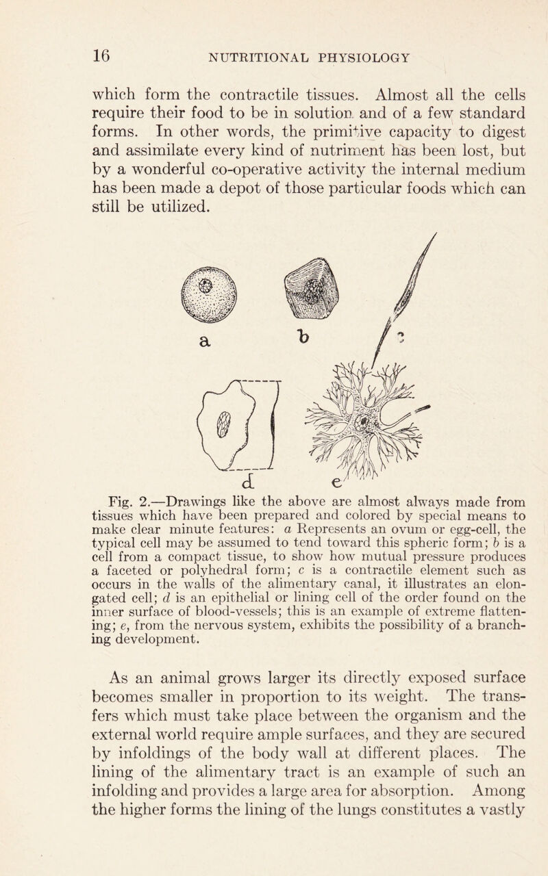 which form the contractile tissues. Almost all the cells require their food to be in solution and of a few standard forms. In other words, the primitive capacity to digest and assimilate every kind of nutriment has been lost, but by a wonderful co-operative activity the internal medium has been made a depot of those particular foods which can still be utilized. tissues which have been prepared and colored by special means to make clear minute features: a Represents an ovum or egg-cell, the typical cell may be assumed to tend toward this spheric form; b is a cell from a compact tissue, to show how mutual pressure produces a faceted or polyhedral form; c is a contractile element such as occurs in the walls of the alimentary canal, it illustrates an elon- gated cell; d is an epithelial or lining cell of the order found on the inner surface of blood-vessels; this is an example of extreme flatten- ing; e, from the nervous system, exhibits the possibility of a branch- ing development. As an animal grows larger its directly exposed surface becomes smaller in proportion to its weight. The trans- fers which must take place between the organism and the external world require ample surfaces, and they are secured by infoldings of the body wall at different places. The lining of the alimentary tract is an example of such an infolding and provides a large area for absorption. Among the higher forms the lining of the lungs constitutes a vastly