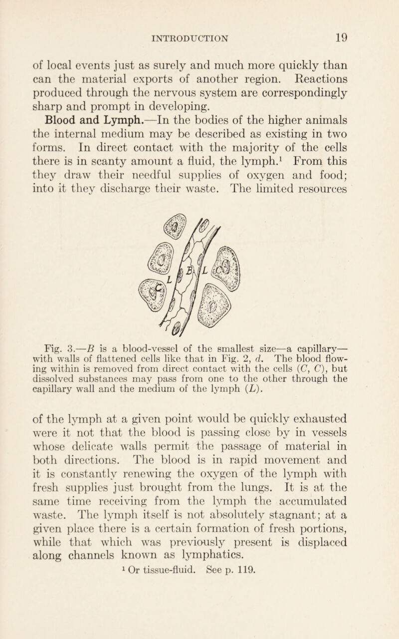 of local events just as surely and much more quickly than can the material exports of another region. Reactions produced through the nervous system are correspondingly sharp and prompt in developing. Blood and Lymph.—In the bodies of the higher animals the internal medium may be described as existing in two forms. In direct contact with the majority of the cells there is in scanty amount a fluid, the lymph.1 From this they draw their needful supplies of oxygen and food; into it they discharge their waste. The limited resources Fig. 3.—B is a blood-vessel of the smallest size—a capillary— with walls of flattened cells like that in Fig. 2, d. The blood flow- ing within is removed from direct contact with the cells (C, C), but dissolved substances may pass from one to the other through the capillary wall and the medium of the lymph (L). of the lymph at a given point would be quickly exhausted were it not that the blood is passing close by in vessels whose delicate walls permit the passage of material in both directions. The blood is in rapid movement and it is constantly renewing the oxygen of the lymph with fresh supplies just brought from the lungs. It is at the same time receiving from the lymph the accumulated waste. The lymph itself is not absolutely stagnant; at a given place there is a certain formation of fresh portions, while that which was previously present is displaced along channels known as lymphatics. 1 Or tissue-fluid. See p. 119.