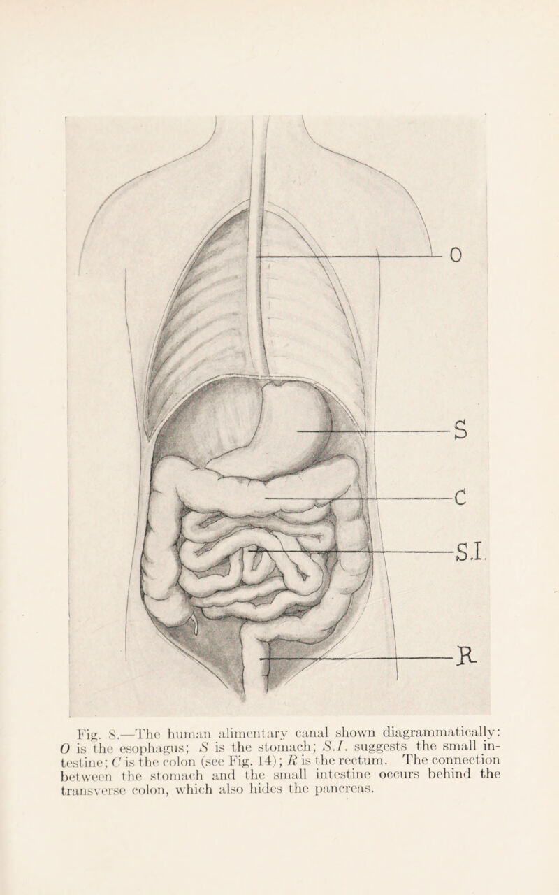 Fig. 8.—The human alimentary canal shown diagrammatically: O is the esophagus; S is the stomach; S.l. suggests the small in- testine; C is the colon (see Fig. 14); R is the rectum. The connection between the stomach and the small intestine occurs behind the transverse colon, which also hides the pancreas.