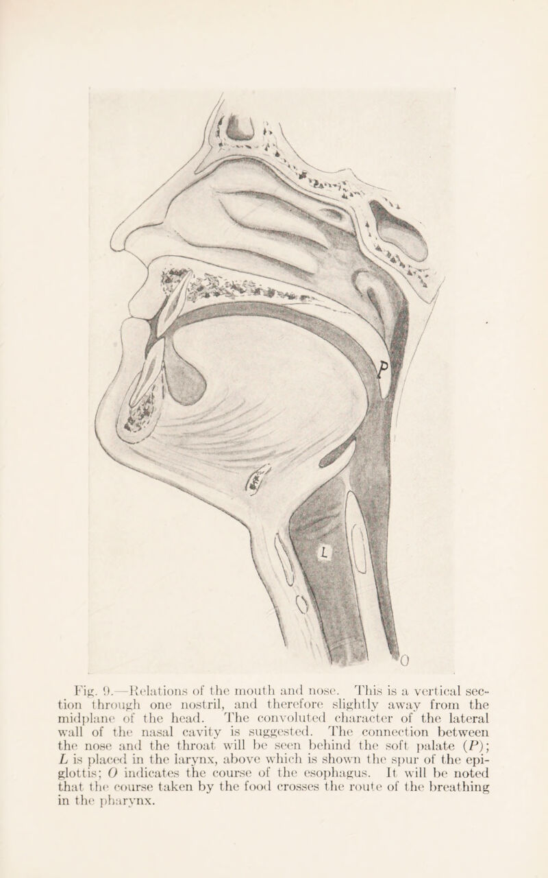 Fig. 0. -Relations of the mouth and nose. This is a vertical sec- tion through one nostril, and therefore slightly away from the midplane of the head. The convoluted character of the lateral wall of the nasal cavity is suggested. The connection between the nose and the throat will be seen behind the soft palate (P); L is placed in the larynx, above which is shown the spur of the epi- glottis; 0 indicates the course of the esophagus. It will be noted that the course taken by the food crosses the route of t he breathing in the pharynx.