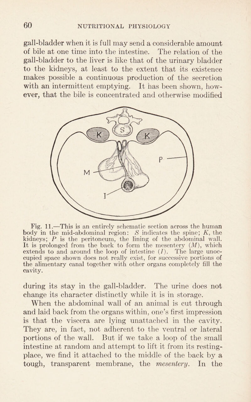 gall-bladder when it is full may send a considerable amount of bile at one time into the intestine. The relation of the gall-bladder to the liver is like that of the urinary bladder to the kidneys, at least to the extent that its existence makes possible a continuous production of the secretion with an intermittent emptying. It has been shown, how- ever, that the bile is concentrated and otherwise modified Fig. 11.—This is an entirely schematic section across the human body in the mid-abdominal region: S indicates the spine; K, the kidneys; P is the peritoneum, the lining of the abdominal wall. It is prolonged from the back to form the mesentery (M), which extends to and around the loop of intestine (/). The large unoc- cupied space shown does not really exist, for successive portions of the alimentary canal together with other organs completely fill the cavity. during its stay in the gall-bladder. The urine does not change its character distinctly while it is in storage. When the abdominal wall of an animal is cut through and laid back from the organs within, one’s first impression is that the viscera are lying unattached in the cavity. They are, in fact, not adherent to the ventral or lateral portions of the wall. But if we take a loop of the small intestine at random and attempt to lift it from its resting- place, we find it attached to the middle of the back by a tough, transparent membrane, the mesentery. In the
