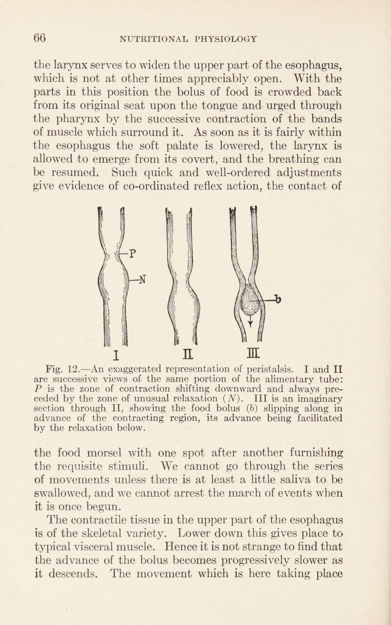 the larynx serves to widen the upper part of the esophagus, which is not at other times appreciably open. With the parts in this position the bolus of food is crowded back from its original seat upon the tongue and urged through the pharynx by the successive contraction of the bands of muscle which surround it. As soon as it is fairly within the esophagus the soft palate is lowered, the larynx is allowed to emerge from its covert, and the breathing can be resumed; Such quick and well-ordered adjustments give evidence of co-ordinated reflex action, the contact of Fig. 12.—An exaggerated representation of peristalsis. I and II are successive views of- the same portion of the alimentary tube: P is the zone of contraction shifting downward and always pre- ceded by the zone of unusual relaxation (A). Ill is an imaginary section through II, showing the food bolus (b) slipping along in advance of the contracting region, its advance being facilitated by the relaxation below. the food morsel with one spot after another furnishing the requisite stimuli. We cannot go through the series of movements unless there is at least a little saliva to be swallowed, and we cannot arrest the march of events when it is once begun. The contractile tissue in the upper part of the esophagus is of the skeletal variety. Lower down this gives place to typical visceral muscle. Hence it is not strange to find that the advance of the bolus becomes progressively slower as it descends. The movement which is here taking place