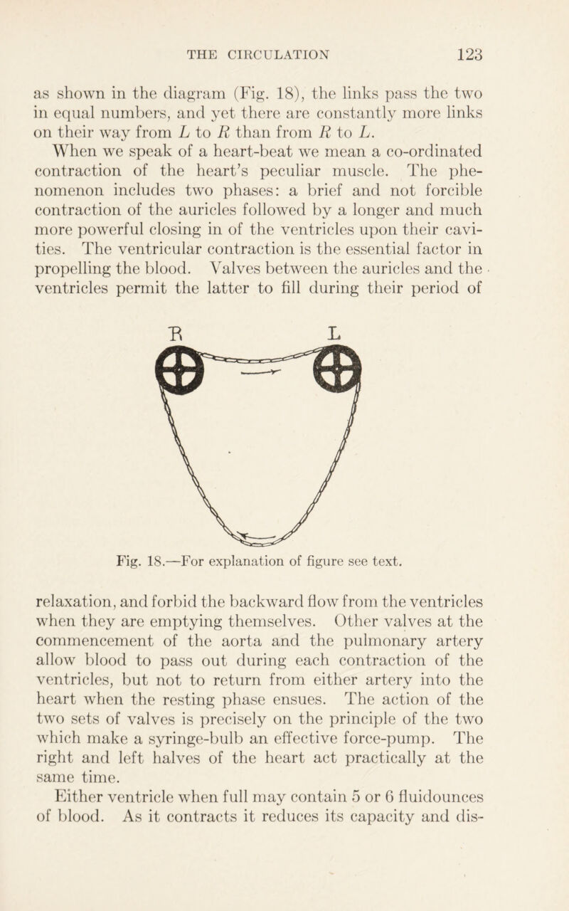 as shown in the diagram (Fig. 18), the links pass the two in equal numbers, and yet there are constantly more links on their way from L to R than from R to L. When we speak of a heart-beat we mean a co-ordinated contraction of the heart’s peculiar muscle. The phe- nomenon includes two phases: a brief and not forcible contraction of the auricles followed by a longer and much more powerful closing in of the ventricles upon their cavi- ties. The ventricular contraction is the essential factor in propelling the blood. Valves between the auricles and the ventricles permit the latter to fill during their period of R L relaxation, and forbid the backward flow from the ventricles when they are emptying themselves. Other valves at the commencement of the aorta and the pulmonary artery allow blood to pass out during each contraction of the ventricles, but not to return from either artery into the heart when the resting phase ensues. The action of the two sets of valves is precisely on the principle of the two which make a syringe-bulb an effective force-pump. The right and left halves of the heart act practically at the same time. Either ventricle when full may contain 5 or G fluidounces of blood. As it contracts it reduces its capacity and dis-