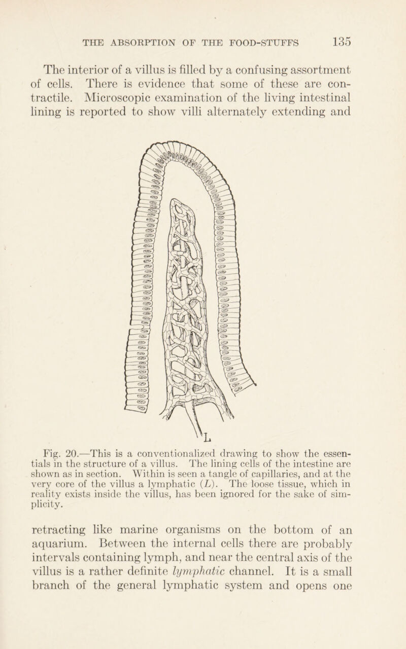 The interior of a villus is filled by a confusing assortment of cells. There is evidence that some of these are con- tractile. Microscopic examination of the living intestinal lining is reported to show villi alternately extending and Fig. 20.—This is a conventionalized drawing; to show the essen- tials in the structure of a villus. The lining cells of the intestine are shown as in section. Within is seen a tangle of capillaries, and at the very core of the villus a lymphatic (L). The loose tissue, which in reality exists inside the villus, has been ignored for the sake of sim- plicity. retracting like marine organisms on the bottom of an aquarium. Between the internal cells there are probably intervals containing lymph, and near the central axis of the villus is a rather definite lymphatic channel. It is a small branch of the general lymphatic system and opens one