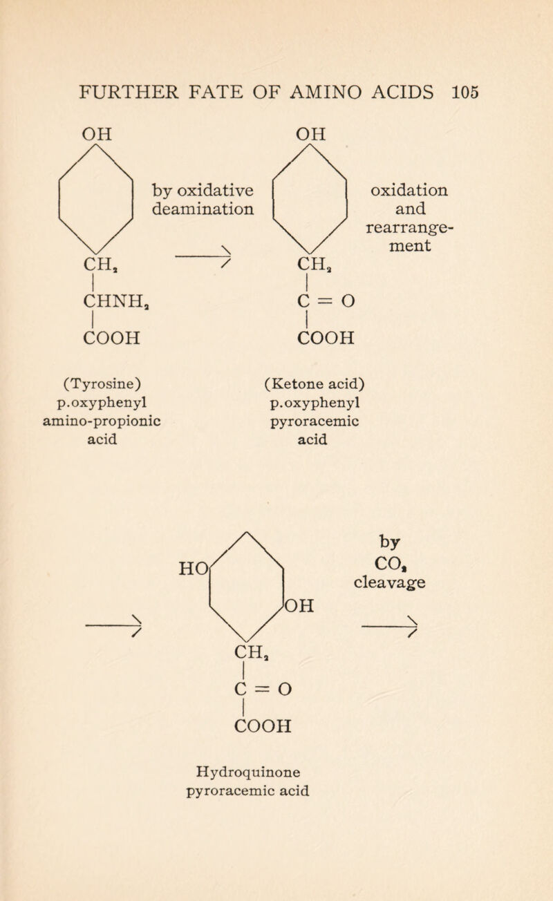 OH by oxidative deamination \ / COOH OH oxidation and rearrange- ment COOH (Tyrosine) p.oxyphenyl amino-propionic acid (Ketone acid) p.oxyphenyl pyroracemic acid COOH by CO, cleavage \ / Hydroquinone pyroracemic acid