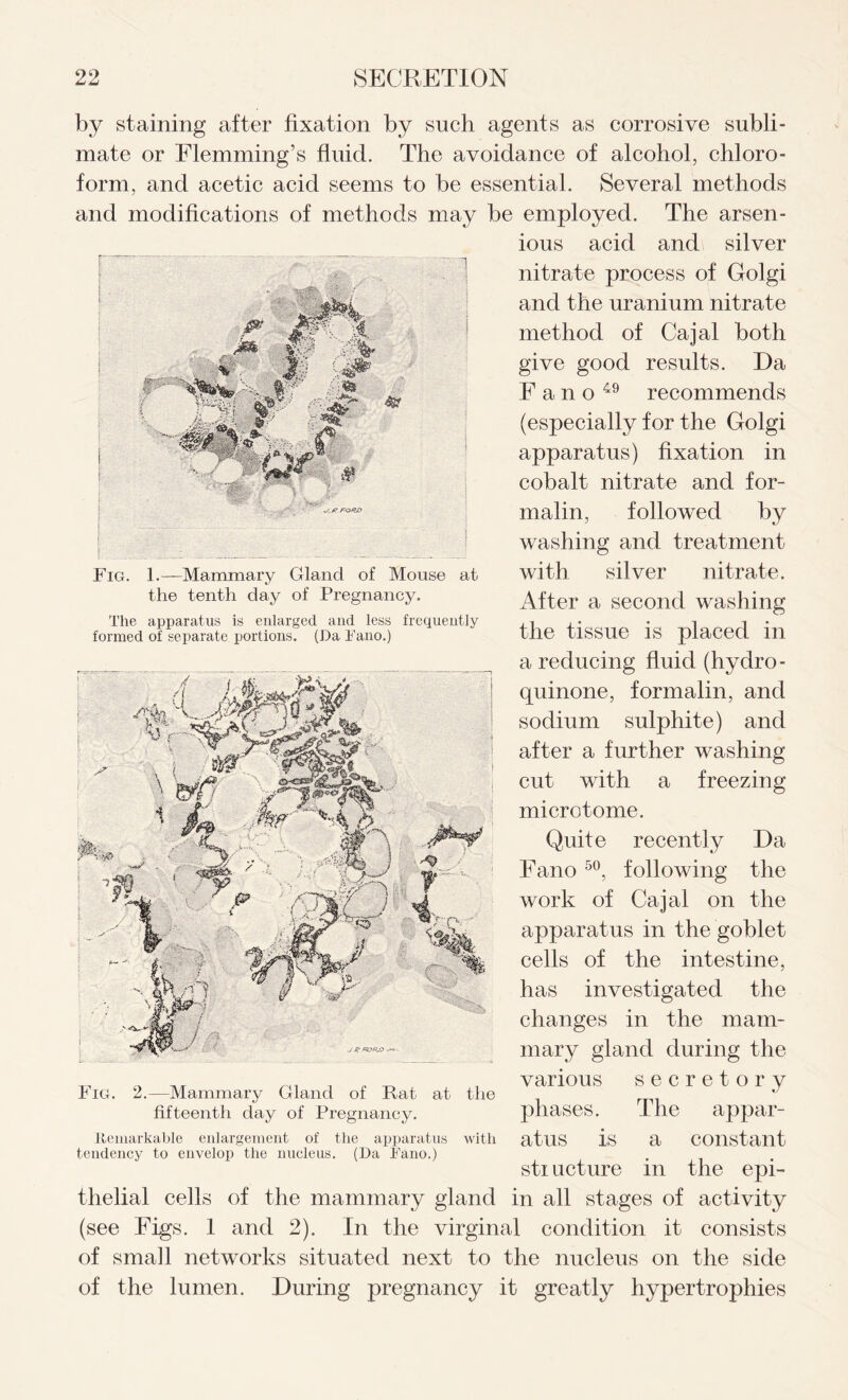 1 i f Fig. L— Mammary Gland of Mouse at the tenth day of Pregnancy. The apparatus is enlarged and less frequently formed of separate portions. (Da Fano.) by staining after fixation by such agents as corrosive subli- mate or Flemming’s fluid. The avoidance of alcohol, chloro- form, and acetic acid seems to be essential. Several methods and modifications of methods may be employed. The arsen- ious acid and silver nitrate process of Golgi and the uranium nitrate method of Cajal both give good results. Da Fano49 recommends (especially for the Golgi apparatus) fixation in cobalt nitrate and for- malin, followed by washing and treatment with silver nitrate. After a second washing the tissue is placed in a reducing fluid (hydro - quinone, formalin, and sodium sulphite) and after a further washing cut with a freezing microtome. Quite recently Da Fano 50, following the work of Cajal on the apparatus in the goblet cells of the intestine, has investigated the changes in the mam- mary gland during the various secretory phases. The appar- atus is a constant sti ucture in the epi- thelial cells of the mammary gland in all stages of activity (see Figs. 1 and 2). In the virginal condition it consists of small networks situated next to the nucleus on the side of the lumen. During pregnancy it greatly hypertrophies Fig. 2. —Mammary Gland of Rat at the fifteenth day of Pregnancy. with Remarkable enlargement of the apparatus tendency to envelop the nucleus. (Da Fano.)