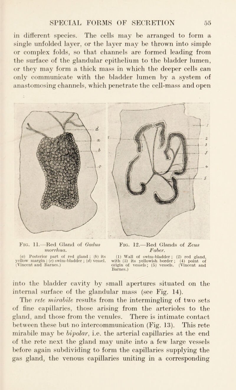 in different species. The cells may be arranged to form a single unfolded layer, or the layer may be thrown into simple or complex folds, so that channels are formed leading from the surface of the glandular epithelium to the bladder lumen, or they may form a thick mass in which the deeper cells can only communicate with the bladder lumen by a system of anastomosing channels, which penetrate the cell-mass and open Fig. 11.—Red Gland of Gadus Fig. 12.—Red Glands of Zeus morrhua. Faber. («) Posterior part of red gland; (b) its (1) Wall of swim-bladder; (2) red gland, yellow margin ; (c) swim-bladder ; [d) vessel, with (3) its yellowish border ; (4) point of (Vincent and Barnes.) origin of vessels; (5) vessels. (Vincent and Barnes.) into the bladder cavity by small apertures situated on the internal surface of the glandular mass (see Fig. 14). The rete mirabile results from the intermingling of two sets of fine capillaries, those arising from the arterioles to the gland, and those from the venules. There is intimate contact between these but no intercommunication (Fig. 13). This rete mirabile may be bipolar, i.e. the arterial capillaries at the end of the rete next the gland may unite into a few large vessels before again subdividing to form the capillaries supplying the gas gland, the venous capillaries uniting in a corresponding