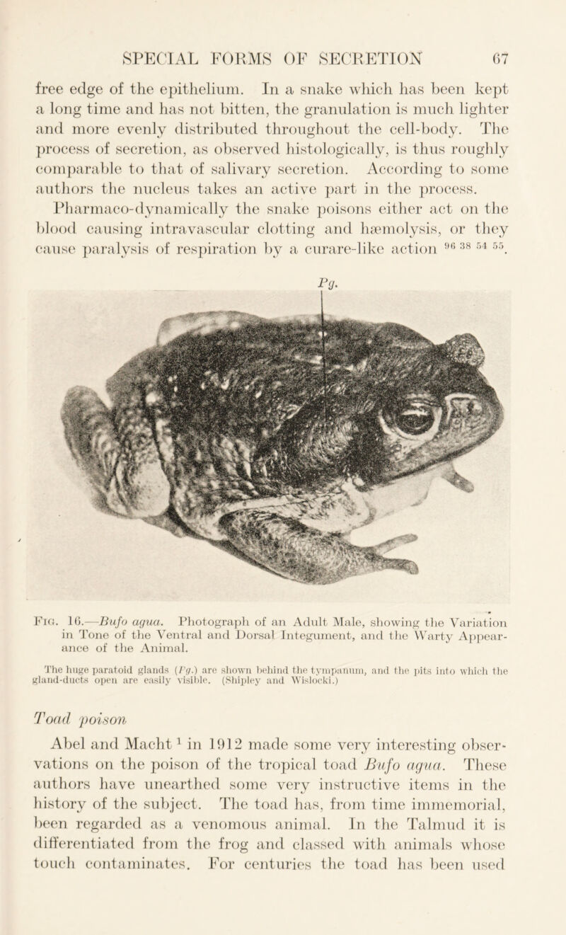 free edge of the epithelium. In a snake which has been kept a long time and has not bitten, the granulation is much lighter and more evenly distributed throughout the cell-body. The process of secretion, as observed histologically, is thus roughly comparable to that of salivary secretion. According to some authors the nucleus takes an active part in the process. Pharmaco-dynamically the snake poisons either act on the blood causing intravascular clotting and haemolysis, or they cause paralysis of respiration by a curare-like action i)(i 38 54 55. Fig. 1(5.—Bufo agua. Photograph of an Adult Male, showing the Variation in Tone of the Ventral and Dorsal Integument, and the Warty Appear- ance of the Animal. The huge paratoid glands (/>/.) are shown behind the tympanum, and the pits into which the gland-ducts open are easily visible. (Shipley and Wislocki.) Toad poison Abel and Macht1 in 1912 made some very interesting obser- vations on the poison of the tropical toad Bufo agua. These authors have unearthed some verv instructive items in the history of the subject. The toad has, from time immemorial, been regarded as a venomous animal. In the Talmud it is differentiated from the frog and classed with animals whose touch contaminates. For centuries the toad has been used