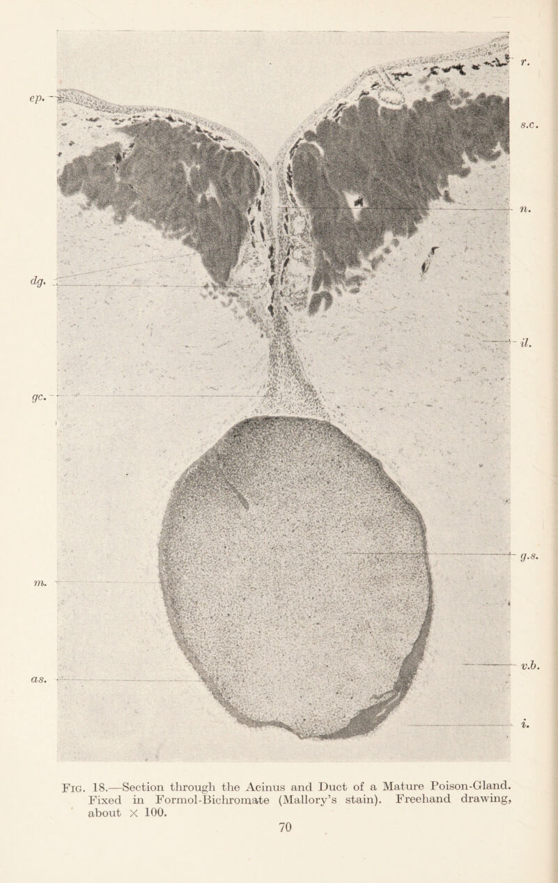 r s.c. n. il. g.s. v.b. i. Fig. 18.—Section through the Acinus and Duct of a Mature Poison-Gland. Fixed in Formol-Bichromate (Mallory’s stain). Freehand drawing, about X 100.