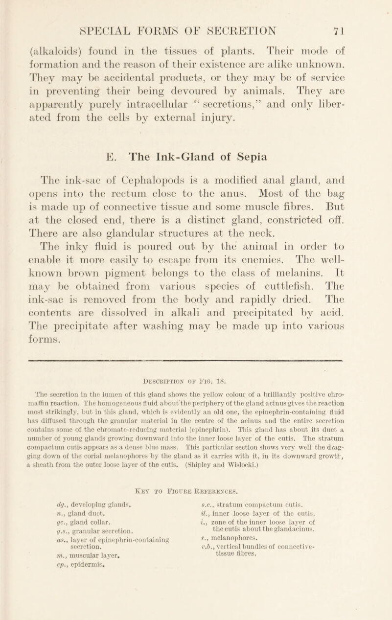 (alkaloids) found in the tissues of plants. Their mode of formation and the reason of their existence are alike unknown. They may be accidental products, or they may be of service in preventing their being devoured by animals. They are apparently purely intracellular secretions,” and only liber- ated from the cells by external injury. E. The Ink-Gland of Sepia The ink-sac of Cephalopods is a modified anal gland, and opens into the rectum close to the anus. Most of the bag is made up of connective tissue and some muscle fibres. But at the closed end, there is a distinct gland, constricted off. There are also glandular structures at the neck. The inky fluid is poured out by the animal in order to enable it more easily to escape from its enemies. The well- known brown pigment belongs to the class of melanins. It may be obtained from various species of cuttlefish. The ink-sac is removed from the body and rapidly dried. The contents are dissolved in alkali and precipitated by acid. The precipitate after washing may be made up into various forms. Description of Fig. 18. The secretion in the lumen of this gland shows the yellow colour of a brilliantly positive chro- maffin reaction. The homogeneous fluid about'the periphery of the gland acinus gives the reaction most strikingly, but in this gland, which is evidently an old one, the epinephrin-containing fluid has diffused through the granular material in the centre of the acinus and the entire secretion contains some of the chromate-reducing material (epinephrin). This gland has about its duct a number of young glands growing downward into the inner loose layer of the cutis. The stratum compaction cutis appears as a dense blue mass. This particular section shows very well the drag- ging down of the corial melanophores by the gland as it carries with it, in its downward growth, a sheath from the outer loose layer of the cutis. (Shipley and Wislocki.) Key to Figure Deferences. d<j., developing glands. «., gland duct. gc., gland collar. g.s., granular secretion. as., layer of epinephrin-containing secretion. ?n., muscular layer. ep., epidermis. s.c., stratum compactum cutis. 11., inner loose layer of the cutis. 1., zone of the inner loose layer of the cutis about the glandacinus. r., melanophores. v.b., vertical bundles of connective- tissue fibres,