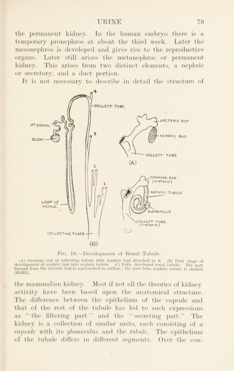 the permanent kidney. In the human embryo there is a temporary pronephros at about the third week. Later the mesonephros is developed and gives rise to the reproductive organs. Later still arises the metanephros or permanent kidney. This arises from two distinct elements, a nephric or secretory, and a duct portion. It is not necessary to describe in detail the structure of Fig. 19.—Development of Renal Tubule. (A) Growing end of collecting tubule with nephric bud attached to it. (B) First stage of development of nephric bud into nephric tubule. (C) Fully developed renal tubule. The part formed from the ureteric bud is represented in outline ; the part from nephric tubule is shaded (Keith). the mammalian kidney. Most if not all the theories of kidney activity have been based upon the anatomical structure. The difference between the epithelium of the capsule and that of the rest of the tubule has led to such expressions as “ the filtering part ” and the “ secreting part.” The kidney is a collection of similar units, each consisting of a capsule with its glomerulus and the tubule. The epithelium of the tubule differs in different segments. Over the con-