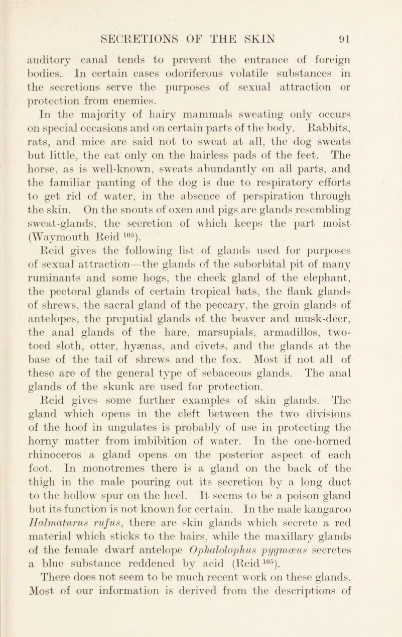 auditory canal tends to prevent the entrance of foreign bodies. In certain cases odoriferous volatile substances in the secretions serve the purposes of sexual attraction or protection from enemies. In the majority of hairy mammals sweating only occurs on special occasions and on certain parts of the body. Rabbits, rats, and mice are said not to sweat at all, the dog sweats but little, the cat only on the hairless pads of the feet. The horse, as is well-known, sweats abundantly on all parts, and the familiar panting of the dog is due to respiratory efforts to get rid of water, in the absence of perspiration through the skin. On the snouts of oxen and pigs are glands resembling sweat-glands, the secretion of which keeps the part moist (Waymouth Reid 105). Reid gives the following list of glands used for purposes of sexual attraction—the glands of the suborbital pit of many ruminants and some hogs, the cheek gland of the elephant, the pectoral glands of certain tropical bats, the flank glands of shrews, the sacral gland of the peccary, the groin glands of antelopes, the preputial glands of the beaver and musk-deer, the anal glands of the hare, marsupials, armadillos, two- toed sloth, otter, hyaenas, and civets, and the glands at the base of the tail of shrews and the fox. Most if not all of these are of the general type of sebaceous glands. The anal glands of the skunk are used for protection. Reid gives some further examples of skin glands. The gland which opens in the cleft between the two divisions of the hoof in ungulates is probably of use in protecting the horny matter from imbibition of water. In the one-horned rhinoceros a gland opens on the posterior aspect of each foot. In monotremes there is a gland on the back of the thigh in the male pouring out its secretion by a long duct to the hollow spur on the heel. It seems to be a poison gland but its function is not known for certain. In the male kangaroo Halmaturus rufus, there are skin glands which secrete a red material which sticks to the hairs, while the maxillary glands of the female dwarf antelope Ophalolophus pygmceus secretes a blue substance reddened by acid (Reid105). There does not seem to be much recent work on these glands. Most of our information is derived from the descriptions of