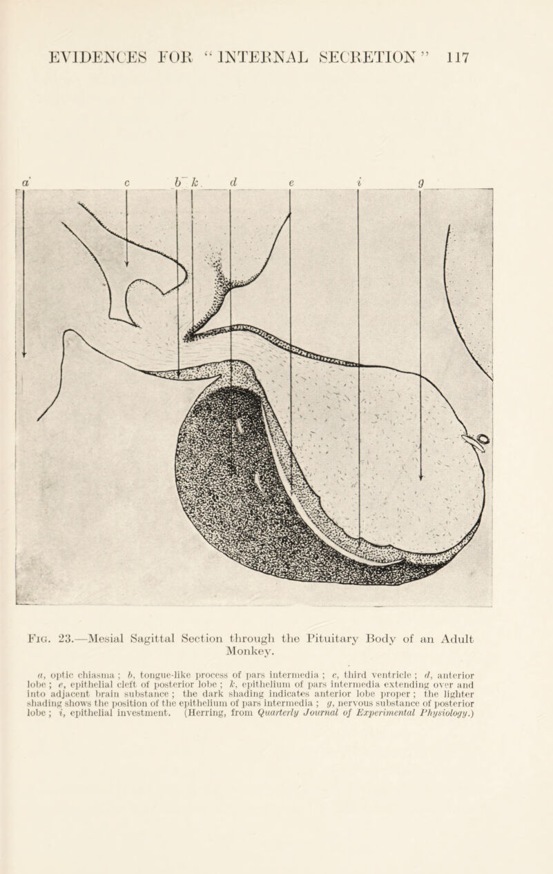 Fig. 23.—Mesial Sagittal Section through the Pituitary Body of an Adult Monkey. a, optic chiasma; b, tongue-like process of pars intermedia ; c, third ventricle ; d, anterior lobe ; e, epithelial cleft of posterior lobe ; epithelium of pars intermedia extending over and into adjacent brain substance ; the dark shading indicates anterior lobe proper ; the lighter shading shows the position of the epithelium of pars intermedia ; g, nervous substance of posterior lobe ; i, epithelial investment. (Herring, from Quarterly Journal of Experimental Physiology.)