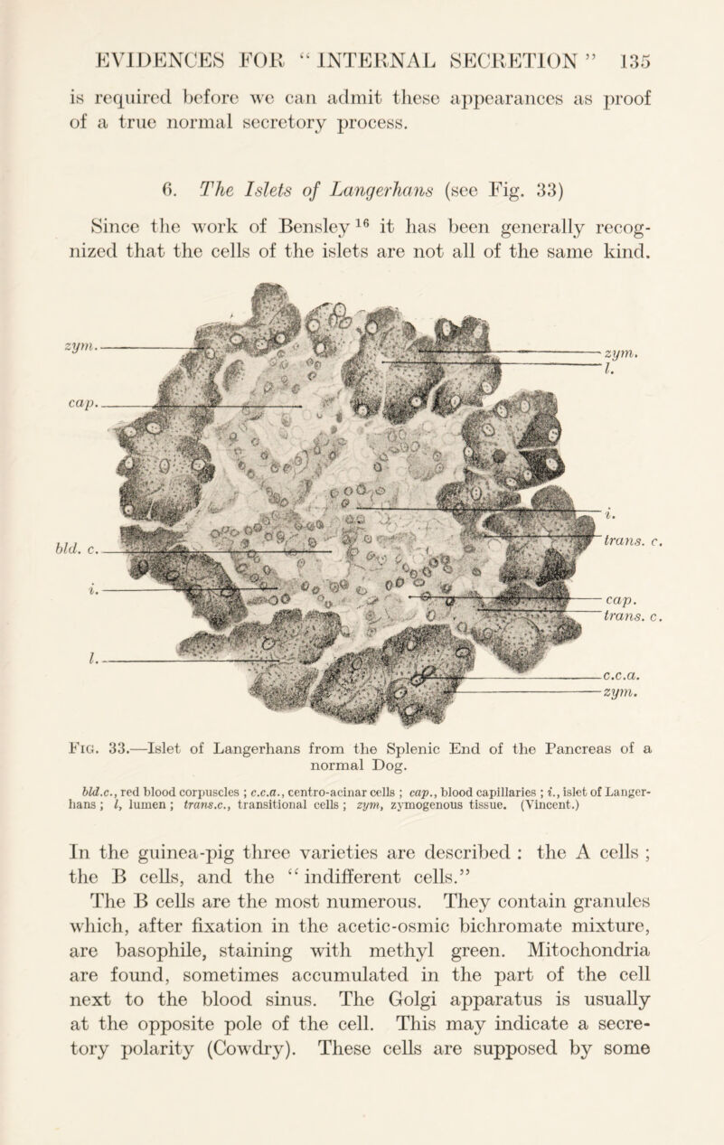 is required before we can admit these appearances as proof of a true normal secretory process. 6. The Islets of Langerhans (see Fig. 33) Since the work of Bensley16 it has been generally recog- nized that the cells of the islets are not all of the same kind. c. c. Fig. 33.—Islet of Langerhans from the Splenic End of the Pancreas of a normal Dog. bld.c., red blood corpuscles ; c.c.a., centro-acinar cells ; cap., blood capillaries ; i., islet of Langer- hans ; l, lumen ; trans.c., transitional cells ; zym, zymogenous tissue. (Vincent.) In the guinea-pig three varieties are described : the A cells ; the B cells, and the “ indifferent cells.” The B cells are the most numerous. They contain granules which, after fixation in the acetic-osmic bichromate mixture, are basophile, staining with methyl green. Mitochondria are found, sometimes accumulated in the part of the cell next to the blood sinus. The Golgi apparatus is usually at the opposite pole of the cell. This may indicate a secre- tory polarity (Cowdry). These cells are supposed by some zym. cap. bid. c. i. 1. zym. 1. i. trans. cap. trans. 0 *c »ct. zym.