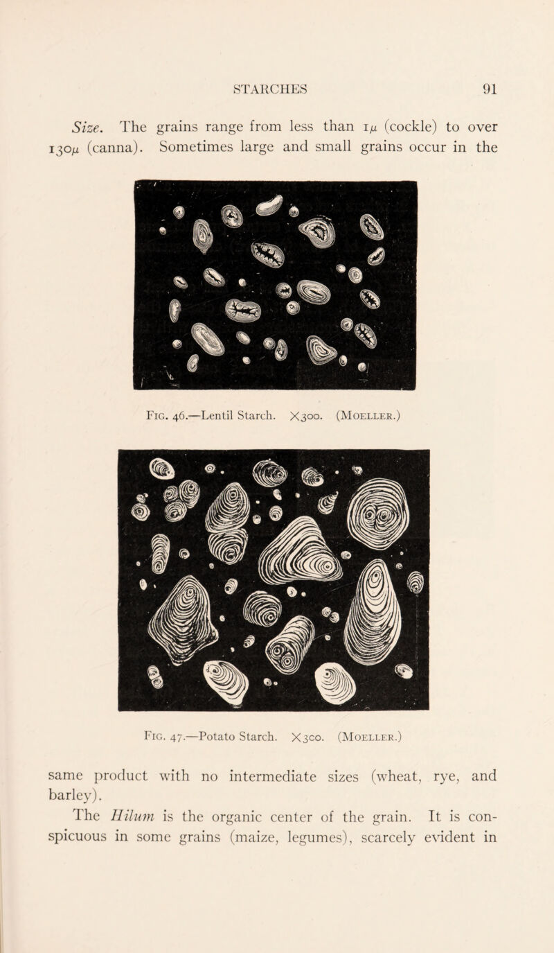 Size. The grains range from less than i^u (cockle) to over 130ii (canna). Sometimes large and small grains occur in the Fig. 46.—Lentil Starch. X300. (Moeller.) Fig. 47.—Potato Starch. X3C0. (Moeller.) same product with no intermediate sizes (wheat, rye, and barley). The Hilum is the organic center of the grain. It is con- spicuous in some grains (maize, legumes), scarcely evident in