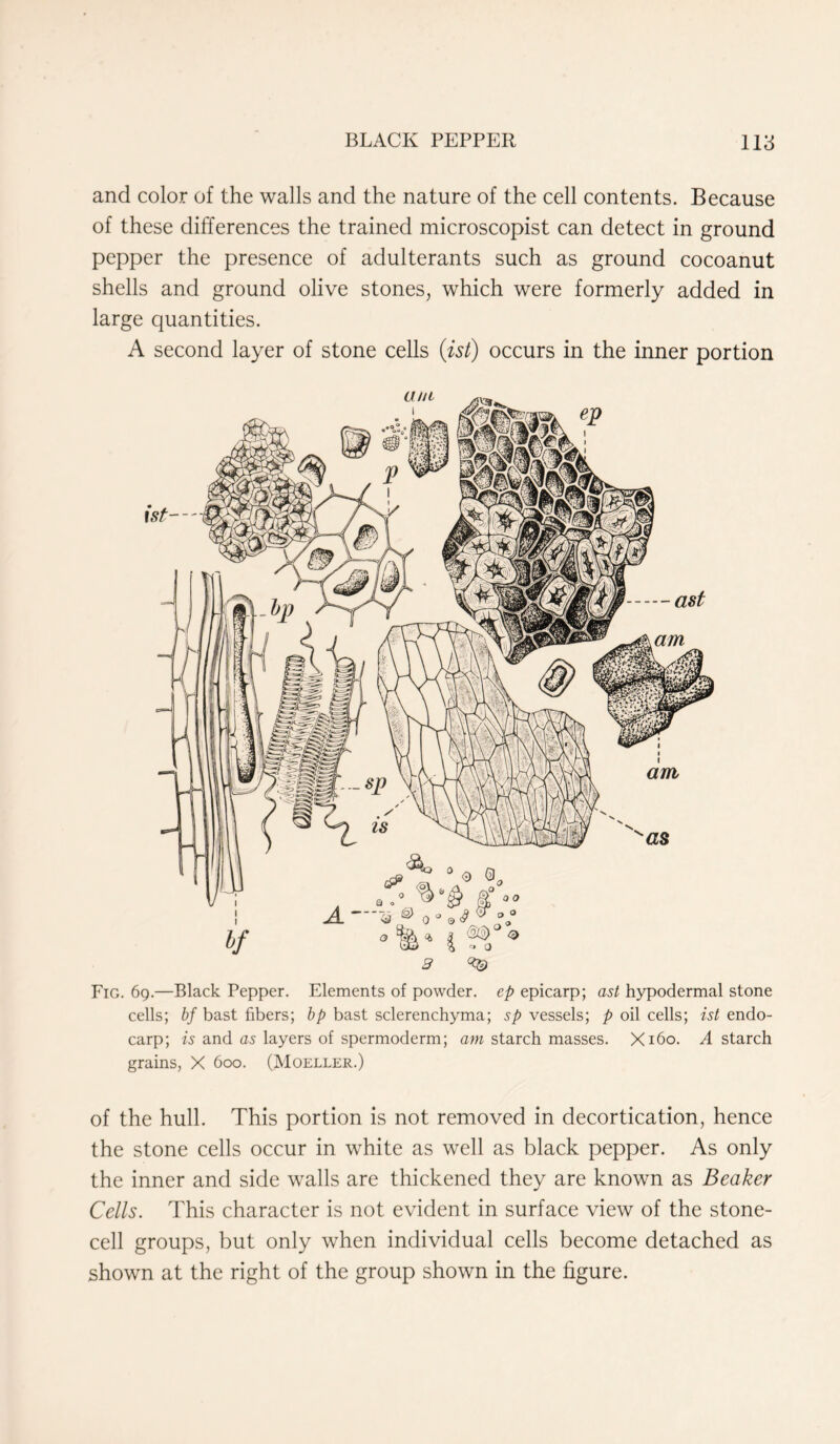 and color of the walls and the nature of the cell contents. Because of these differences the trained microscopist can detect in ground pepper the presence of adulterants such as ground cocoanut shells and ground olive stones, which were formerly added in large quantities. A second layer of stone cells (ist) occurs in the inner portion Fig. 69.—Black Pepper. Elements of powder, ep epicarp; ast hypodermal stone cells; bf bast fibers; bp bast sclerenchyma; sp vessels; p oil cells; ist endo- carp; is and as layers of spermoderm; am starch masses. X160. A starch grains, X 600. (Moeller.) of the hull. This portion is not removed in decortication, hence the stone cells occur in white as well as black pepper. As only the inner and side walls are thickened they are known as Beaker Cells. This character is not evident in surface view of the stone- cell groups, but only when individual cells become detached as shown at the right of the group shown in the figure.