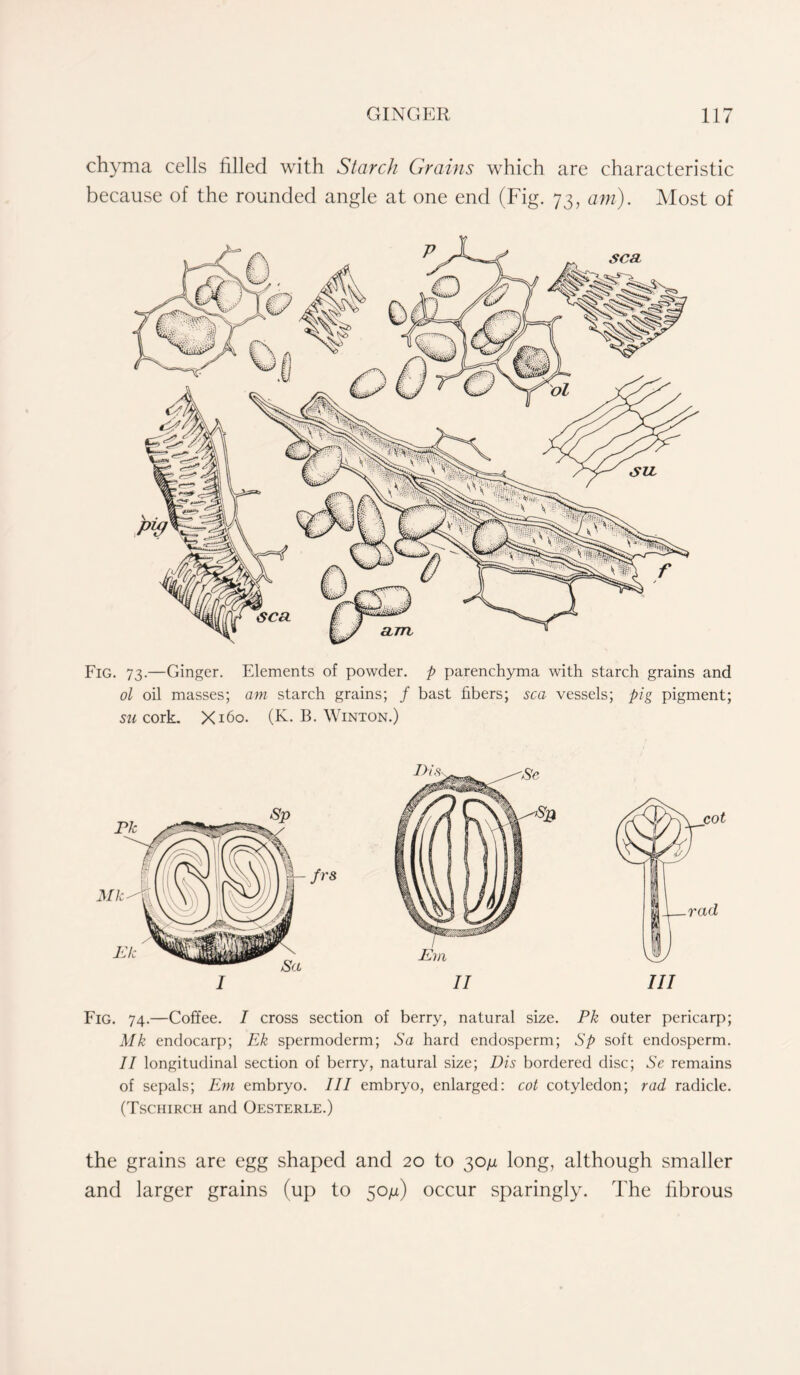 chyma cells filled with Starch Grains which are characteristic because of the rounded angle at one end (Fig. 73, am). Most of Fig. 73.—Ginger. Elements of powder, p parenchyma with starch grains and ol oil masses; am starch grains; / bast fibers; sea vessels; pig pigment; su cork. X160. (K. B. Winton.) frs II Fig. 74.—Coffee. 7 cross section of berry, natural size. Pk outer pericarp; Mk endocarp; Ek spermoderm; Sa hard endosperm; Sp soft endosperm. II longitudinal section of berry, natural size; Dis bordered disc; Se remains of sepals; Em embryo. Ill embryo, enlarged: cot cotyledon; rad radicle. (Tschirch and Oesterle.) the grains are egg shaped and 20 to 30n long, although smaller and larger grains (up to 50/z) occur sparingly. The fibrous