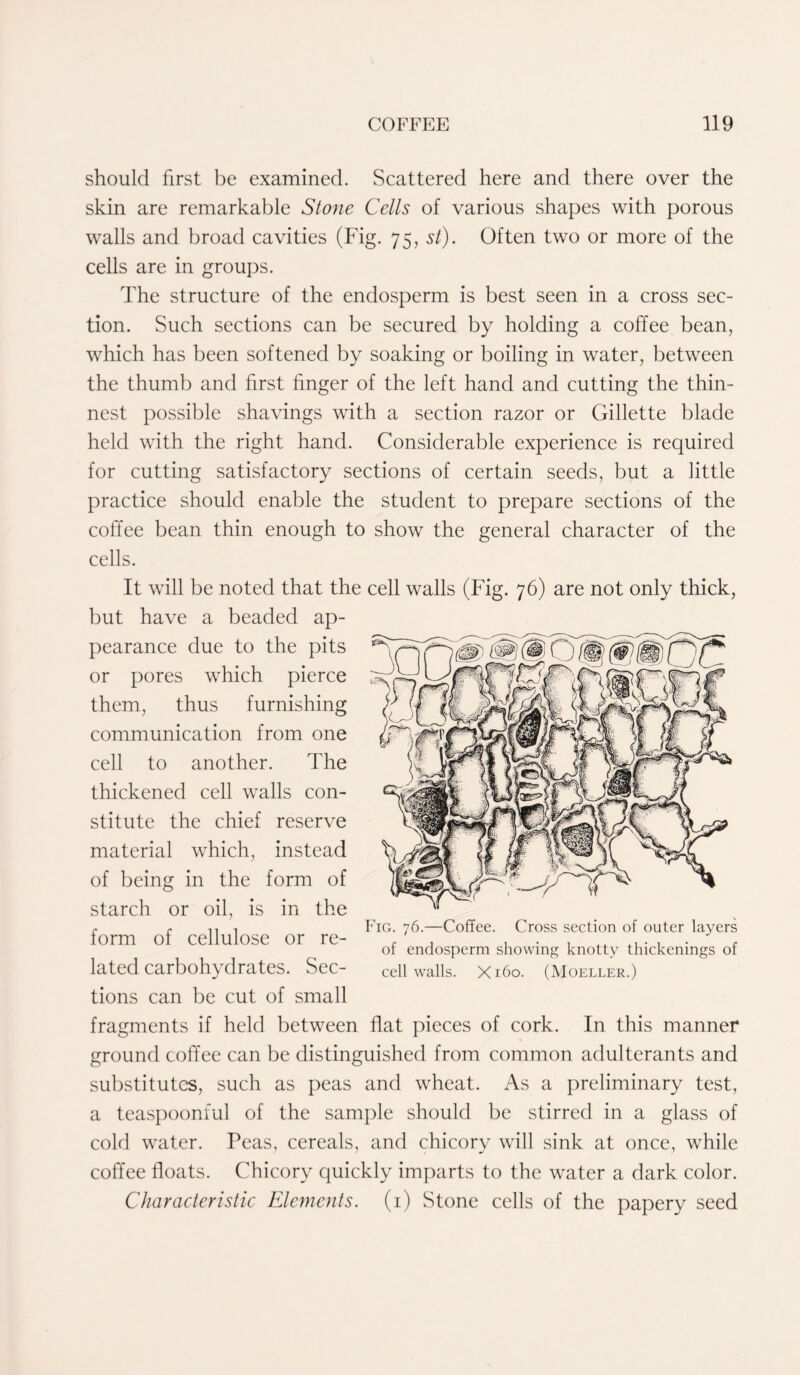 should first be examined. Scattered here and there over the skin are remarkable Stone Cells of various shapes with porous walls and broad cavities (Fig. 75, st). Often two or more of the cells are in groups. The structure of the endosperm is best seen in a cross sec- tion. Such sections can be secured by holding a coffee bean, which has been softened by soaking or boiling in water, between the thumb and first finger of the left hand and cutting the thin- nest possible shavings with a section razor or Gillette blade held with the right hand. Considerable experience is required for cutting satisfactory sections of certain seeds, but a little practice should enable the student to prepare sections of the coffee bean thin enough to show the general character of the cells. It will be noted that the cell walls (Fig. 76) are not only thick, but have a beaded ap- pearance due to the pits or pores which pierce them, thus furnishing communication from one cell to another. The thickened cell walls con- stitute the chief reserve material which, instead of being in the form of starch or oil, is in the form of cellulose or re- lated carbohydrates. Sec- tions can be cut of small fragments if held between flat pieces of cork. In this manner ground coffee can be distinguished from common adulterants and substitutes, such as peas and wheat. As a preliminary test, a teaspoonful of the sample should be stirred in a glass of cold water. Peas, cereals, and chicory will sink at once, while coffee floats. Chicory quickly imparts to the water a dark color. Characteristic Elements. (1) Stone cells of the papery seed Fig. 76.—Coffee. Cross section of outer layers of endosperm showing knotty thickenings of cell walls. X160. (Moeller.)