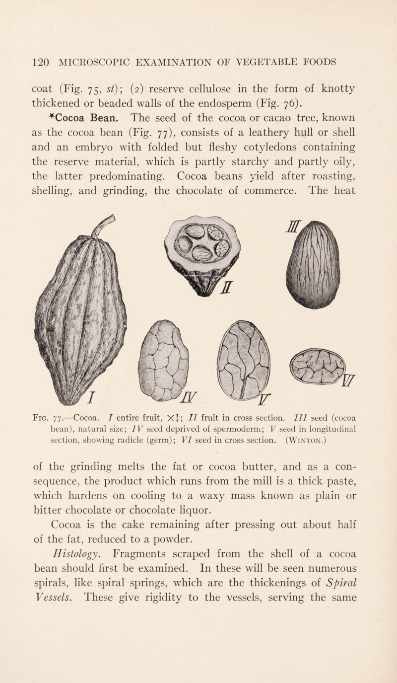 coat (Fig. 75, st); (2) reserve cellulose in the form of knotty thickened or beaded walls of the endosperm (Fig. 76). *Cocoa Bean. The seed of the cocoa or cacao tree, known as the cocoa bean (Fig. 77), consists of a leathery hull or shell and an embryo with folded but fleshy cotyledons containing the reserve material, which is partly starchy and partly oily, the latter predominating. Cocoa beans yield after roasting, shelling, and grinding, the chocolate of commerce. The heat Fig. 77.—Cocoa. 7 entire fruit, X|; 77 fruit in cross section. 777 seed (cocoa bean), natural size; IV seed deprived of spermoderm; V seed in longitudinal section, showing radicle (germ); VI seed in cross section. (Winton.) of the grinding melts the fat or cocoa butter, and as a con- sequence, the product which runs from the mill is a thick paste, which hardens on cooling to a waxy mass known as plain or bitter chocolate or chocolate liquor. Cocoa is the cake remaining after pressing out about half of the fat, reduced to a powder. Histology. Fragments scraped from the shell of a cocoa bean should first be examined. In these will be seen numerous spirals, like spiral springs, which are the thickenings of Spiral Vessels. These give rigidity to the vessels, serving the same