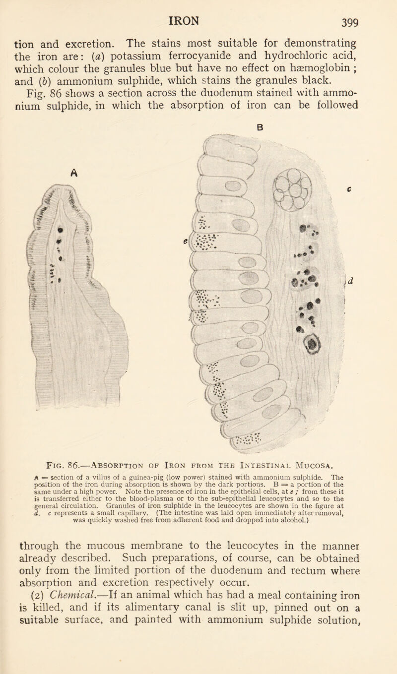 tion and excretion. The stains most suitable for demonstrating the iron are: [a) potassium ferrocyanide and hydrochloric acid, which colour the granules blue but have no effect on haemoglobin ; and [h) ammonium sulphide, which stains the granules black. Fig. 86 shows a section across the duodenum stained with ammo- nium sulphide, in which the absorption of iron can be followed Fig. 86.—Absorption of Iron from the Intestinal Mucosa. A = section of a villus of a guinea-pig (low power) stained with ammonium sulphide. The position of the iron during absorption is shown by the dark portions. B = a portion of the same under a high power. Note the presence of iron in the epithelial cells, at e ; from these it is transferred either to the blood-plasma or to the sub-epithelial leucocytes and so to the general circulation. Granules of iron sulphide in the leucocytes are shown in the figure at d. c represents a small capillary. (The intestine was laid open immediately after removal, was quickly washed free from adherent food and dropped into alcohol.) through the mucous membrane to the leucocytes in the manner already described. Such preparations, of course, can be obtained only from the limited portion of the duodenum and rectum where absorption and excretion respectively occur. (2) Chemical.—If an animal which has had a meal containing iron is killed, and if its alimentary canal is slit up, pinned out on a suitable surface, and painted with ammonium sulphide solution,