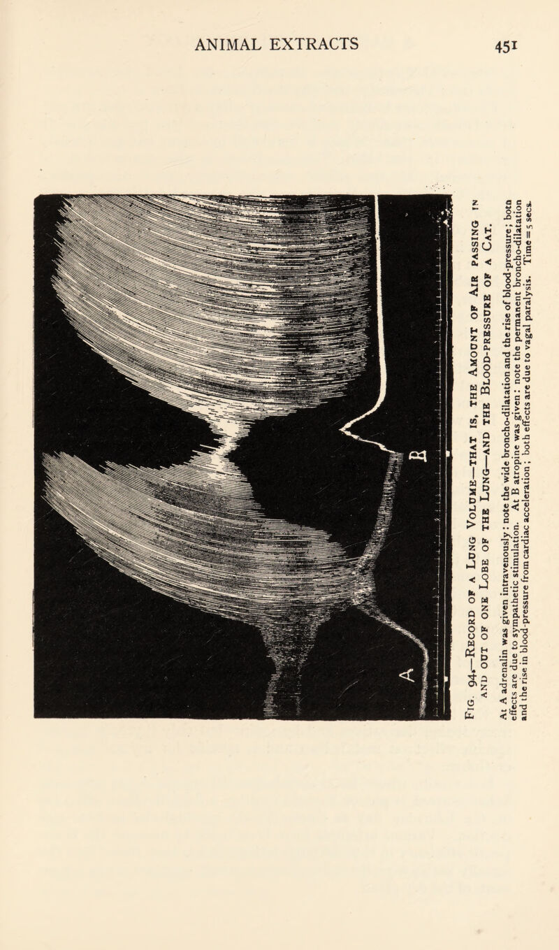 At A adrenalin was given intravenously: note the wide broncho-dilatation and the rise of blood-pressure; botn * sympathetic stimulation. At B atropine was given : note the permanent broncho-dilatation and the rise m blood-pressure from cardiac acceleration ; both effects are due to vagal paralysis. Time = 5 secs.