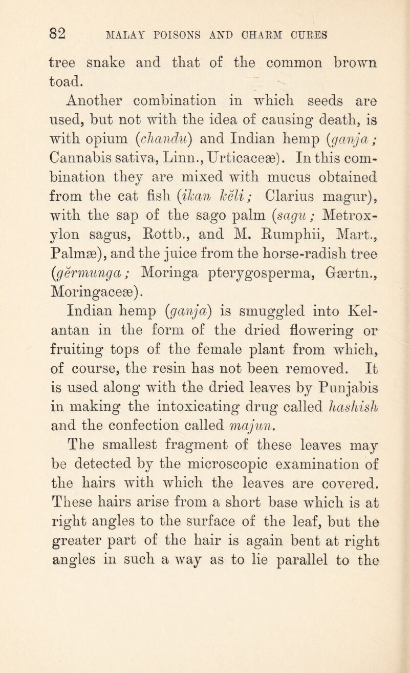 tree snake and that of the common brown toad. Another combination in which seeds are used, but not with the idea of causing death, is with opium (chanclu) and Indian hemp (ganjci; Cannabis sativa, Linn., Urticacese). In this com- bination they are mixed with mucus obtained from the cat fish (iJcan heli; Clarius magur), with the sap of the sago palm (sagu; Metrox- ylon sagus, Rottb., and M. Rumphii, Mart., Palmse), and the juice from the horse-radish tree (germunga; Moringa pterygosperma, Gmrtii., Moringacese). Indian hemp {ganga) is smuggled into Kel- antan in the form of the dried flowering or fruiting tops of the female plant from which, of course, the resin has not been removed. It is used along with the dried leaves by Punjabis in making the intoxicating drug called hashish and the confection called majun. The smallest fragment of these leaves may be detected by the microscopic examination of the hairs with which the leaves are covered. These hairs arise from a short base which is at right angles to the surface of the leaf, but the greater part of the hair is again bent at right angles in such a way as to lie parallel to the