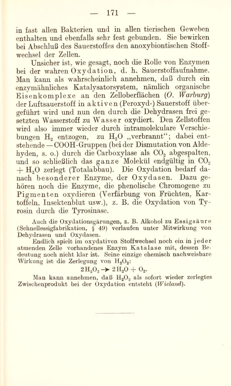 in fast allen Bakterien und in allen tierischen Geweben enthalten und ebenfalls sehr fest gebunden. Sie bewirken bei Abschluß des Sauerstoffes den anoxybiontischen Stoff- wechsel der Zellen. Unsicher ist, wie gesagt, noch die Rolle von Enzymen bei der wahren Oxydation, d. h. Sauerstoff auf nähme. Man kann als wahrscheinlich annehmen, daß durch ein enzymähnliches Katalysatorsystem, nämlich organische Eisenkomplexe an den Zelloberflächen {0. Warhurg) der Luftsauerstoff in aktiven (Peroxyd-) Sauerstoff über- geführt wird imd nun den durch die Dehydrasen frei ge- setzten Wasserstoff zu Wasser oxydiert. Den Zellstoffen wird also immer wieder durch intramolekulare Verschie- bimgen Ho entzogen, zu H2O ,,verbrannt“; dabei ent- stehende — COOH-Gruppen (bei der Dismutation von Alde- hyden, s. o.) durch die Carboxylase als CO2 abgespalten, imd so schließlich das ganze Molekül endgültig in CO2 + HoO zerlegt (Totalabbau). Die Oxydation bedarf da- nach besonderer Enzyme, der Oxydasen. Dazu ge- hören noch die Enzyme, die phenolische Chromogene zu Pigmenten oxydieren (Verfärbung von Früchten, Kar- toffeln, Insektenblut usw.), z. B. die Oxydation von Ty- rosin durch die Tyrosinase. Auch die Oxydationsgärungen, z. B. Alkohol zu Essigsäure (SchneUessigfabrikation, § 49) verlaufen unter Mitwirkung von Dehydrasen und Oxydasen. Endlich spielt im oxydativen Stoffwechsel noch ein in jeder atmenden Zelle vorhandenes Enzym Katalase mit, dessen Be- deutung noch nicht klar ist. Seine einzige chemisch nachweisbare Wirkung ist die Zerlegung von HgOg: 2 H2O2 2 H2O -f- O2. Man kann annehmen, daß HjO, als sofort wieder zerlegtes Zwischenprodukt bei der Oxydation entsteht (Wieland).