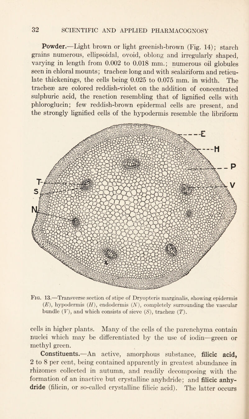 Powder.—Light brown or light greenish-brown (Fig. 14); starch grains numerous, ellipsoidal, ovoid, oblong and irregularly shaped, varying in length from 0.002 to 0.018 mm.; numerous oil globules seen in chloral mounts; tracheae long and with scalariform and reticu- late thickenings, the cells being 0.025 to 0.075 mm. in width. The tracheae are colored reddish-violet on the addition of concentrated sulphuric acid, the reaction resembling that of lignified cells with phloroglucin; few reddish-brown epidermal cells are present, and the strongly lignified cells of the hypodermis resemble the libriform Fig. 13.—Transverse section of stipe of Dryopteris marginalis, showing epidermis (E), hypodermis (H), endodermis (N), completely surrounding the vascular bundle (F), and which consists of sieve (S), tracheae (T). cells in higher plants. Many of the cells of the parenchyma contain nuclei which may be differentiated by the use of iodin—green or methyl green. Constituents.—An active, amorphous substance, filicic acid, 2 to 8 per cent, being contained apparently in greatest abundance in rhizomes collected in autumn, and readily decomposing with the formation of an inactive but crystalline anyhdride; and filicic anhy- dride (filicin, or so-called crystalline filicic acid). The latter occurs