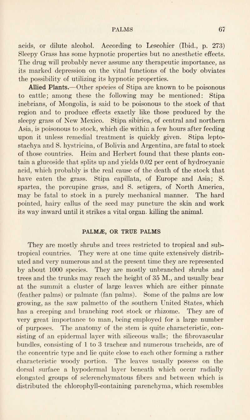 acids, or dilute alcohol. According to Lescohier (Ibid., p. 273) Sleepy Grass has some hypnotic properties but no anesthetic effects. The drug will probably never assume any therapeutic importance, as its marked depression on the vital functions of the body obviates the possibility of utilizing its hypnotic properties. Allied Plants.—Other species of Stipa are known to be poisonous to cattle; among these the following may be mentioned: Stipa inebrians, of Mongolia, is said to be poisonous to the stock of that region and to produce effects exactly like those produced by the sleepy grass of New Mexico. Stipa sibirica, of central and northern Asia, is poisonous to stock, which die within a few hours after feeding upon it unless remedial treatment is quickly given. Stipa lepto- stachya and S. hystricina, of Bolivia and Argentina, are fatal to stock of those countries. Heim and Herbert found that these plants con- tain a glucoside that splits up and yields 0.02 per cent of hydrocyanic acid, which probably is the real cause of the death of the stock that have eaten the grass. Stipa capillata, of Europe and Asia; S. spartea, the porcupine grass, and S. setigera, of North America, may be fatal to stock in a purely mechanical manner. The hard pointed, hairy callus of the seed may puncture the skin and work its way inward until it strikes a vital organ, killing the animal. PALMjE, or true palms They are mostly shrubs and trees restricted to tropical and sub- tropical countries. They were at one time quite extensively distrib- uted and very numerous and at the present time they are represented by about 1000 species. They are mostly unbranched shrubs and trees and the trunks may reach the height of 35 M., and usually bear at the summit a cluster of large leaves which are either pinnate (feather palms) or palmate (fan palms). Some of the palms are low growing, as the saw palmetto of the southern United States, which has a creeping and branching root stock or rhizome. They are of very great importance to man, being employed for a large number of purposes. The anatomy of the stem is quite characteristic, con- sisting of an epidermal layer with siliceous walls; the fibrovascular bundles, consisting of 1 to 3 tracheae and numerous tracheids, are of the concentric type and lie quite close to each other forming a rather characteristic woody portion. The leaves usually possess on the dorsal surface a hypodermal layer beneath which occur radially elongated groups of sclerenchymatous fibers and between which is distributed the chlorophyll-containing parenchyma, which resembles