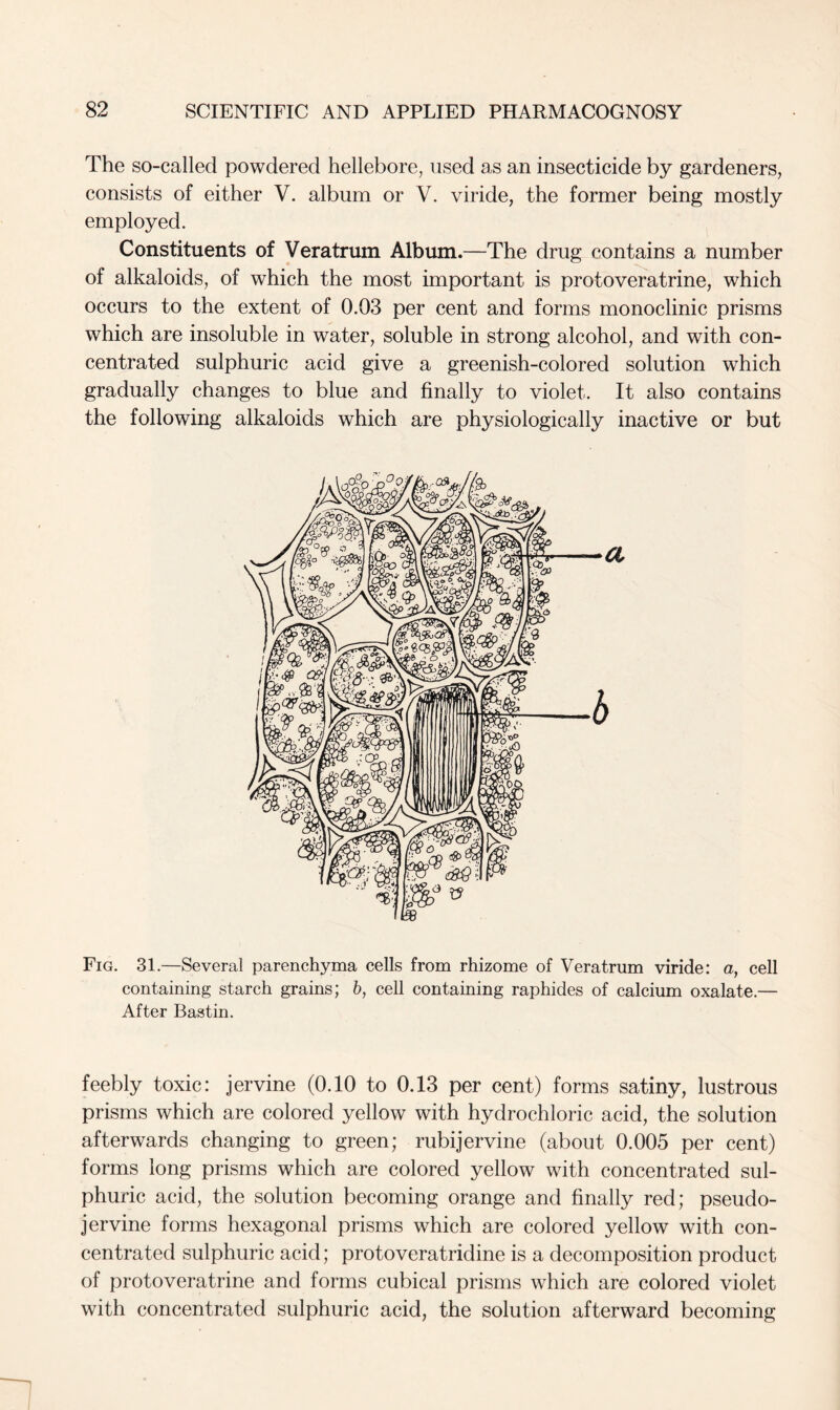 The so-called powdered hellebore, used as an insecticide by gardeners, consists of either V. album or V. viride, the former being mostly employed. Constituents of Veratrum Album.—The drug contains a number of alkaloids, of which the most important is protoveratrine, which occurs to the extent of 0.03 per cent and forms monoclinic prisms which are insoluble in water, soluble in strong alcohol, and with con- centrated sulphuric acid give a greenish-colored solution which gradually changes to blue and finally to violet. It also contains the following alkaloids which are physiologically inactive or but Fig. 31.—Several parenchyma cells from rhizome of Veratrum viride: a, cell containing starch grains; b, cell containing raphides of calcium oxalate.— After Bastin. feebly toxic: jervine (0.10 to 0.13 per cent) forms satiny, lustrous prisms which are colored yellow with hydrochloric acid, the solution afterwards changing to green; rubijervine (about 0.005 per cent) forms long prisms which are colored yellow with concentrated sul- phuric acid, the solution becoming orange and finally red; pseudo- jervine forms hexagonal prisms which are colored yellow with con- centrated sulphuric acid; protoveratridine is a decomposition product of protoveratrine and forms cubical prisms which are colored violet with concentrated sulphuric acid, the solution afterward becoming