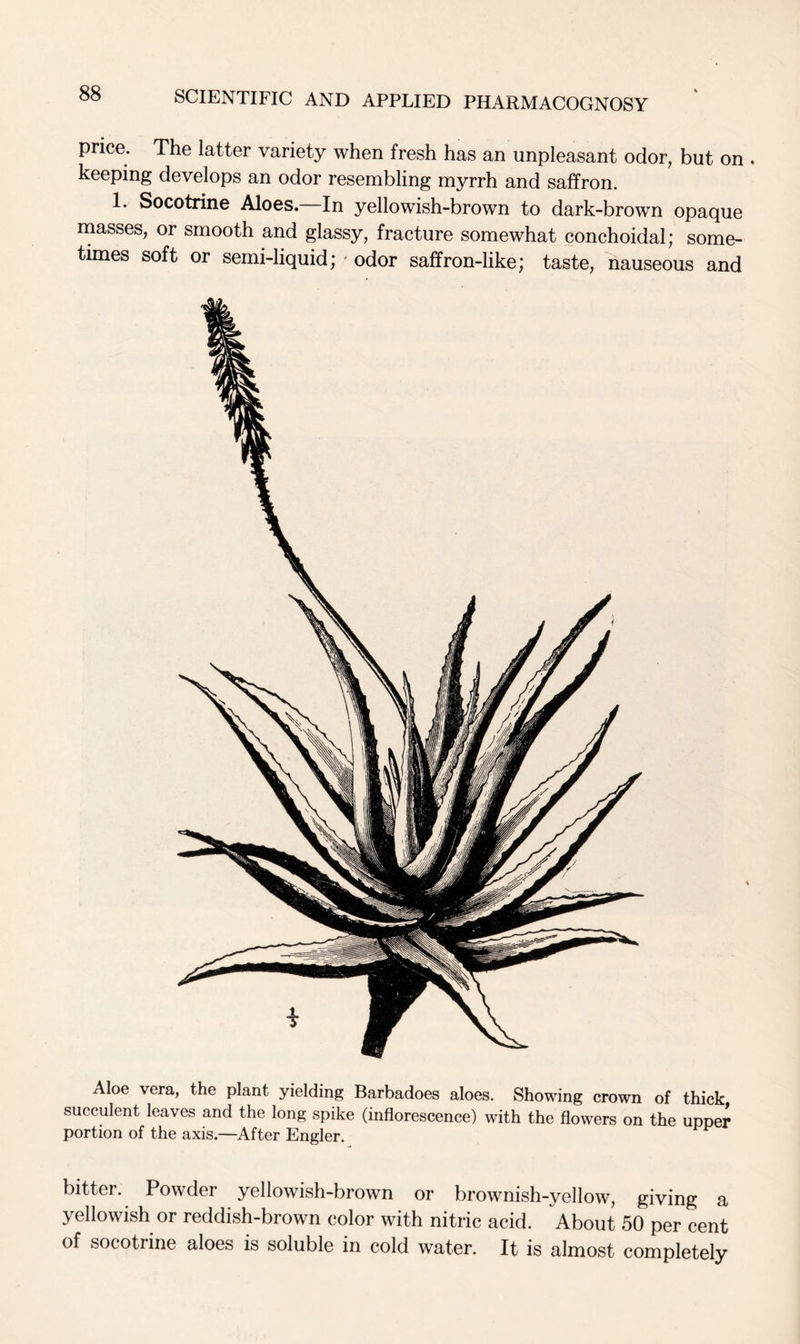 price. The latter variety when fresh has an unpleasant odor, but on . keeping develops an odor resembling myrrh and saffron. 1* Socotrine Aloes. In yellowish-brown to dark-brown opaque masses, or smooth and glassy, fracture somewhat conchoidal; some- times soft or semi-liquid; • odor saffron-like; taste, nauseous and Aloe vera, the plant yielding Barbadoes aloes. Showing crown of thick succulent leaves and the long spike (inflorescence) with the flowers on the upper portion of the axis.—After Engler. bitter. Powder yellowish-brown or brownish-yellow, giving a yellowish or reddish-brown color with nitric acid. About 50 per cent of socotrine aloes is soluble in cold water. It is almost completely