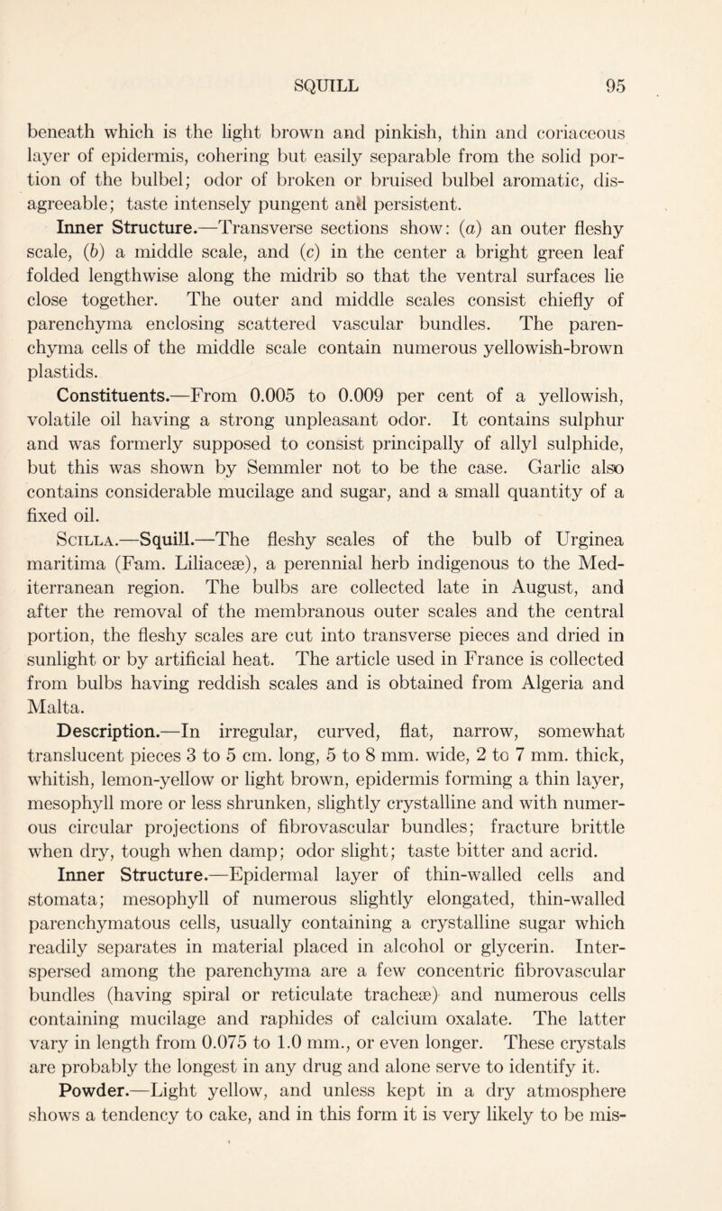 beneath which is the light brown and pinkish, thin and coriaceous layer of epidermis, cohering but easily separable from the solid por- tion of the bulbel; odor of broken or bruised bulbel aromatic, dis- agreeable; taste intensely pungent and persistent. Inner Structure.—Transverse sections show: (a) an outer fleshy scale, (6) a middle scale, and (c) in the center a bright green leaf folded lengthwise along the midrib so that the ventral surfaces lie close together. The outer and middle scales consist chiefly of parenchyma enclosing scattered vascular bundles. The paren- chyma cells of the middle scale contain numerous yellowish-brown plastids. Constituents.—From 0.005 to 0.009 per cent of a yellowish, volatile oil having a strong unpleasant odor. It contains sulphur and was formerly supposed to consist principally of allyl sulphide, but this was shown by Semmler not to be the case. Garlic also contains considerable mucilage and sugar, and a small quantity of a fixed oil. Scilla. —Squill .—The fleshy scales of the bulb of Urginea maritima (Fam. Liliaceae), a perennial herb indigenous to the Med- iterranean region. The bulbs are collected late in August, and after the removal of the membranous outer scales and the central portion, the fleshy scales are cut into transverse pieces and dried in sunlight or by artificial heat. The article used in France is collected from bulbs having reddish scales and is obtained from Algeria and Malta. Description.—In irregular, curved, flat, narrow, somewhat translucent pieces 3 to 5 cm. long, 5 to 8 mm. wide, 2 to 7 mm. thick, whitish, lemon-yellow or light brown, epidermis forming a thin layer, mesophyll more or less shrunken, slightly crystalline and with numer- ous circular projections of fibrovascular bundles; fracture brittle when dry, tough when damp; odor slight; taste bitter and acrid. Inner Structure.—Epidermal layer of thin-walled cells and stomata; mesophyll of numerous slightly elongated, thin-walled parenchymatous cells, usually containing a crystalline sugar which readily separates in material placed in alcohol or glycerin. Inter- spersed among the parenchyma are a few concentric fibrovascular bundles (having spiral or reticulate tracheae) and numerous cells containing mucilage and raphides of calcium oxalate. The latter vary in length from 0.075 to 1.0 mm., or even longer. These crystals are probably the longest in any drug and alone serve to identify it. Powder.—Light yellow, and unless kept in a dry atmosphere shows a tendency to cake, and in this form it is very likely to be mis-