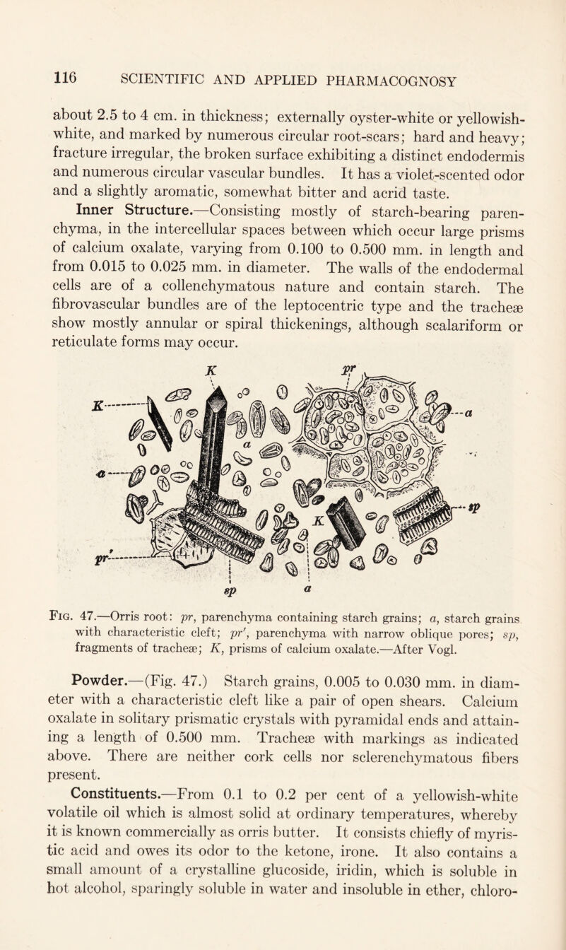 about 2.5 to 4 cm. in thickness; externally oyster-white or yellowish- white, and marked by numerous circular root-scars; hard and heavy; fracture irregular, the broken surface exhibiting a distinct endodermis and numerous circular vascular bundles. It has a violet-scented odor and a slightly aromatic, somewhat bitter and acrid taste. Inner Structure.—Consisting mostly of starch-bearing paren- chyma, in the intercellular spaces between which occur large prisms of calcium oxalate, varying from 0.100 to 0.500 mm. in length and from 0.015 to 0.025 mm. in diameter. The walls of the endodermal cells are of a collenchymatous nature and contain starch. The fibrovascular bundles are of the leptocentric type and the tracheae show mostly annular or spiral thickenings, although scalariform or reticulate forms may occur. sp a Fig. 47.—Orris root: pr, parenchyma containing starch grains; a, starch grains with characteristic cleft; pr', parenchyma with narrow oblique pores; sp, fragments of tracheae; K, prisms of calcium oxalate.—After Vogl. Powder.—(Fig. 47.) Starch grains, 0.005 to 0.030 mm. in diam- eter with a characteristic cleft like a pair of open shears. Calcium oxalate in solitary prismatic crystals with pyramidal ends and attain- ing a length of 0.500 mm. Tracheae with markings as indicated above. There are neither cork cells nor sclerenchymatous fibers present. Constituents.—From 0.1 to 0.2 per cent of a yellowish-white volatile oil which is almost solid at ordinary temperatures, whereby it is known commercially as orris butter. It consists chiefly of myris- tic acid and owes its odor to the ketone, irone. It also contains a small amount of a crystalline glucoside, iriclin, which is soluble in hot alcohol, sparingly soluble in water and insoluble in ether, chloro-