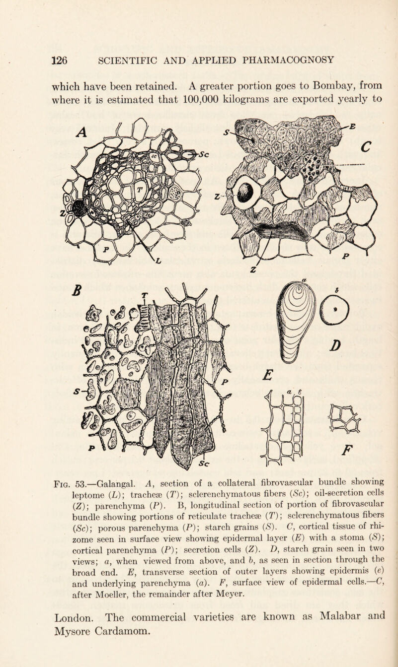 which have been retained. A greater portion goes to Bombay, from where it is estimated that 100,000 kilograms are exported yearly to Fig. 53.—Galangal. A, section of a collateral fibrovascular bundle showing leptome (L); tracheae (T); sclerenchymatous fibers (Sc); oil-secretion cells (Z); parenchyma (P). B, longitudinal section of portion of fibrovascular bundle showing portions of reticulate tracheae (T); sclerenchymatous fibers (Sc); porous parenchyma (P); starch grains (S). C, cortical tissue of rhi- zome seen in surface view showing epidermal layer (E) with a stoma (S); cortical parenchyma (P); secretion cells (Z). D, starch grain seen in two views; a, when viewed from above, and b, as seen in section through the broad end. E, transverse section of outer layers showing epidermis (e) and underlying parenchyma (a). F, surface view of epidermal cells. C, after Moeller, the remainder after Meyer. London. The commercial varieties are known as Malabar and Mysore Cardamom.