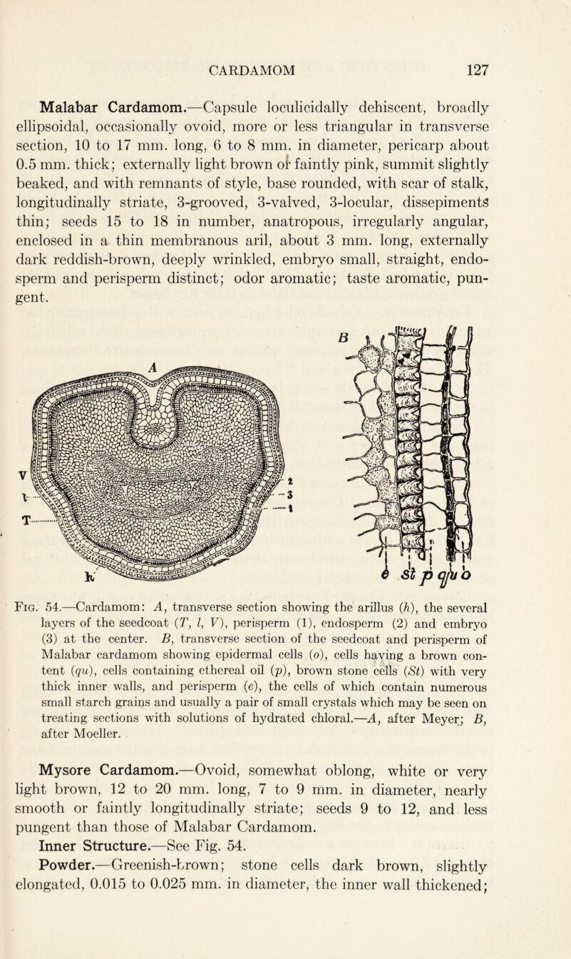 Malabar Cardamom.—Capsule loculicidally dehiscent, broadly ellipsoidal, occasionally ovoid, more or less triangular in transverse section, 10 to 17 mm. long, 6 to 8 mm. in diameter, pericarp about 0.5 mm. thick; externally light brown of faintly pink, summit slightly beaked, and with remnants of style, base rounded, with scar of stalk, longitudinally striate, 3-grooved, 3-valved, 3-locular, dissepiments thin; seeds 15 to 18 in number, anatropous, irregularly angular, enclosed in a thin membranous aril, about 3 mm. long, externally dark reddish-brown, deeply wrinkled, embryo small, straight, endo- sperm and perisperm distinct; odor aromatic; taste aromatic, pun- gent. Fig. 54.—Cardamom: A, transverse section showing the arillus (h), the several layers of the seedcoat (T, l, V), perisperm (1), endosperm (2) and embryo (3) at the center. B, transverse section of the seedcoat and perisperm of Malabar cardamom showing epidermal cells (o), cells having a brown con- tent (qu), cells containing ethereal oil (p), brown stone cells (St) with very thick inner walls, and perisperm (e), the cells of which contain numerous small starch grains and usually a pair of small crystals which may be seen on treating sections with solutions of hydrated chloral.—A, after Meyer; B, after Moeller. Mysore Cardamom.—Ovoid, somewhat oblong, white or very light brown, 12 to 20 mm. long, 7 to 9 mm. in diameter, nearly smooth or faintly longitudinally striate; seeds 9 to 12, and less pungent than those of Malabar Cardamom. Inner Structure.—See Fig. 54. Powder.—Greenish-brown; stone cells dark brown, slightly elongated, 0.015 to 0.025 mm. in diameter, the inner wall thickened;