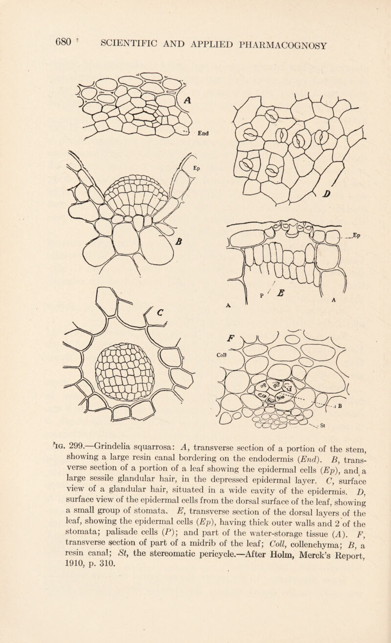 f’lG. 299. Grindelia squarrosa: A, transverse section of a portion of the stem, showing a large resin canal bordering on the endodermis (End). B, trans- verse section of a portion of a leaf showing the epidermal cells (Ep), and a large sessile glandular hair, in the depressed epidermal layer. C, surface view of a glandular hair, situated in a wide cavity of the epidermis. D, surface view of the epidermal cells from the dorsal surface of the leaf, showing a small group of stomata. E, transverse section of the dorsal layers of the leaf, showing the epidermal cells (Ep), having thick outer walls and 2 of the stomata; palisade cells (P); and part of the water-storage tissue (A). F, transverse section of part of a midrib of the leaf; Coll, collenchyma; B, a resin canal; St, the stereomatic pericycle—After Holm, Merck’s Report 1910, p. 310.