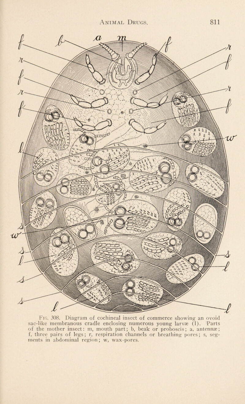 Fin. 308. Diagram of cochineal insect of commerce showing an ovoid sac-like membranous cradle enclosing numerous young larvae (1). 'Parts of the mother insect: m, mouth part; b, beak or proboscis; a, antennae; f, three pairs of legs; r, respiration channels or breathing pores; s, seg- ments in abdominal region ; w, wax-pores.