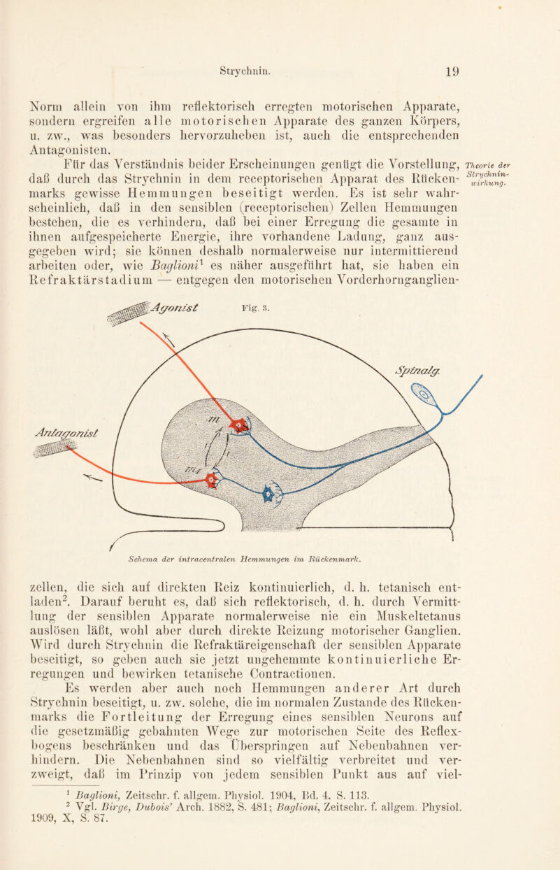 Norm allein von ihm reflektorisch erregten motorischen Apparate, sondern ergreifen alle motorischen Apparate des ganzen Körpers, n. zw., was besonders hervorzuheben ist, auch die entsprechenden Antagonisten. Für das Verständnis beider Erscheinungen genügt die Vorstellung, Theorie der daß durch das Strychnin in dem receptorischen Apparat des Rücken- s^rtung.' marks gewisse Hemmungen beseitigt werden. Es ist sehr wahr- scheinlich, daß in den sensiblen (receptorischen) Zellen Hemmungen bestehen, die es verhindern, daß bei einer Erregung die gesamte in ihnen aufgespeicherte Energie, ihre vorhandene Ladung, ganz aus- gegeben wird; sie können deshalb normalerweise nur intermittierend arbeiten oder, wie Baglioni1 es näher ausgeführt hat, sie haben ein Refraktärstadium — entgegen den motorischen Vorderhornganglien- Schema der intracentralen Hemmungen im Rückenmark. zellen, die sich auf direkten Reiz kontinuierlich, d. h. tetanisch ent- laden2. Darauf beruht es, daß sich reflektorisch, d. h. durch Vermitt- lung der sensiblen Apparate normalerweise nie ein Muskeltetanus auslösen läßt, wohl aber durch direkte Reizung motorischer Ganglien. Wird durch Strychnin die Refraktäreigenschaft der sensiblen Apparate beseitigt, so geben auch sie jetzt ungehemmte kontinuierliche Er- regungen und bewirken tetanische Contractionen. Es werden aber auch noch Hemmungen anderer Art durch Strychnin beseitigt, u. zw. solche, die im normalen Zustande des Rücken- marks die Fortleitung der Erregung eines sensiblen Neurons auf die gesetzmäßig gebahnten Wege zur motorischen Seite des Reflex- bogens beschränken und das Überspringen auf Nebenbahnen ver- hindern. Die Nebenbahnen sind so vielfältig verbreitet und ver- zweigt, daß im Prinzip von jedem sensiblen Punkt aus auf viel- 1 Baglioni, Zeit.schr. f. allgem. Physiol. 1904, Bd. 4. S. 113. 2 Vgl. Birge, Dubois’ Arch. 1882, S. 481; Baglioni, Zeitschr. f. allgem. Physiol. 1909, X, S. 87.