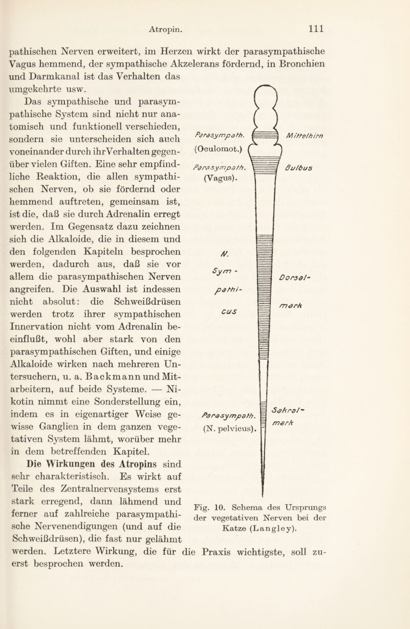 pathischen Nerven erweitert, im Herzen wirkt der parasympathische Vagus hemmend, der sympathische Akzelerans fördernd, in Bronchien und Darmkanal ist das Verhalten das umgekehrte usw. Das sympathische und parasym- pathische System sind nicht nur ana- tomisch und funktionell verschieden, sondern sie unterscheiden sich auch voneinander durch ihr Verhalten gegen- über vielen Giften. Eine sehr empfind- liche Reaktion, die allen sympathi- schen Nerven, ob sie fördernd oder hemmend auftreten, gemeinsam ist, ist die, daß sie durch Adrenalin erregt werden. Im Gegensatz dazu zeichnen sich die Alkaloide, die in diesem und den folgenden Kapiteln besprochen werden, dadurch aus, daß sie vor allem die parasympathischen Nerven angreifen. Die Auswahl ist indessen nicht absolut: die Schweißdrüsen werden trotz ihrer sympathischen Innervation nicht vom Adrenalin be- einflußt, wohl aber stark von den parasympathischen Giften, und einige Alkaloide wirken nach mehreren Un- tersuchern, u. a. Backmann und Mit- arbeitern, auf beide Systeme. — Ni- kotin nimmt eine Sonderstellung ein, indem es in eigenartiger Weise ge- wisse Ganglien in dem ganzen vege- tativen System lähmt, worüber mehr in dem betreffenden Kapitel. Die Wirkungen des Atropins sind sehr charakteristisch. Es wirkt auf Teile des Zentralnervensystems erst stark erregend, dann lähmend und ferner auf zahlreiche parasympathi- sche Nervenendigungen (und auf die Schweißdrüsen), die fast nur gelähmt werden. Letztere Wirkung, die für die Praxis wichtigste, soll zu erst besprochen werden. Fig. 10. Schema des Ursprungs der vegetativen Nerven bei der Katze (Langley).