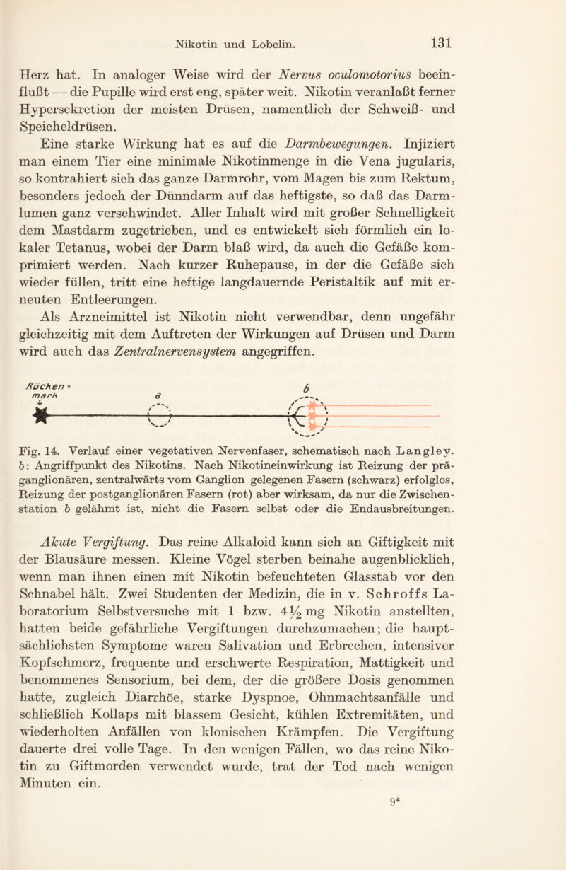 Herz hat. In analoger Weise wird der Nervus oculomotorius beein- flußt — die Pupille wird erst eng, später weit. Nikotin veranlaßt ferner Hypersekretion der meisten Drüsen, namentlich der Schweiß- und Speicheldrüsen. Eine starke Wirkung hat es auf die Darmbewegungen. Injiziert man einem Tier eine minimale Nikotinmenge in die Vena jugularis, so kontrahiert sich das ganze Darmrohr, vom Magen bis zum Rektum, besonders jedoch der Dünndarm auf das heftigste, so daß das Darm- lumen ganz verschwindet. Aller Inhalt wird mit großer Schnelligkeit dem Mastdarm zugetrieben, und es entwickelt sich förmlich ein lo- kaler Tetanus, wobei der Darm blaß wird, da auch die Gefäße kom- primiert werden. Nach kurzer Ruhepause, in der die Gefäße sich wieder füllen, tritt eine heftige langdauernde Peristaltik auf mit er- neuten Entleerungen. Als Arzneimittel ist Nikotin nicht verwendbar, denn ungefähr gleichzeitig mit dem Auftreten der Wirkungen auf Drüsen und Darm wird auch das Zentralnervensystem angegriffen. Rüchen= marh d W Fig. 14. Verlauf einer vegetativen Nervenfaser, schematisch nach Langley. b: Angriffpunkt des Nikotins. Nach Nikotineinwirkung ist Reizung der prä- ganglionären, zentralwärts vom Ganglion gelegenen Fasern (schwarz) erfolglos, Reizung der postganglionären Fasern (rot) aber wirksam, da nur die Zwischen- station b gelähmt ist, nicht die Fasern selbst oder die Endausbreitungen. Akute Vergiftung. Das reine Alkaloid kann sich an Giftigkeit mit der Blausäure messen. Kleine Vögel sterben beinahe augenblicklich, wenn man ihnen einen mit Nikotin befeuchteten Glasstab vor den Schnabel hält. Zwei Studenten der Medizin, die in v. Schroffs La- boratorium Selbstversuche mit 1 bzw. 4% mg Nikotin anstellten, hatten beide gefährliche Vergiftungen durchzumachen; die haupt- sächlichsten Symptome waren Salivation und Erbrechen, intensiver Kopfschmerz, frequente und erschwerte Respiration, Mattigkeit und benommenes Sensorium, bei dem, der die größere Dosis genommen hatte, zugleich Diarrhöe, starke Dyspnoe, Ohnmachtsanfälle und schließlich Kollaps mit blassem Gesicht, kühlen Extremitäten, und wiederholten Anfällen von klonischen Krämpfen. Die Vergiftung dauerte drei volle Tage. In den wenigen Fällen, wo das reine Niko- tin zu Giftmorden verwendet wurde, trat der Tod nach wenigen Minuten ein. 9*