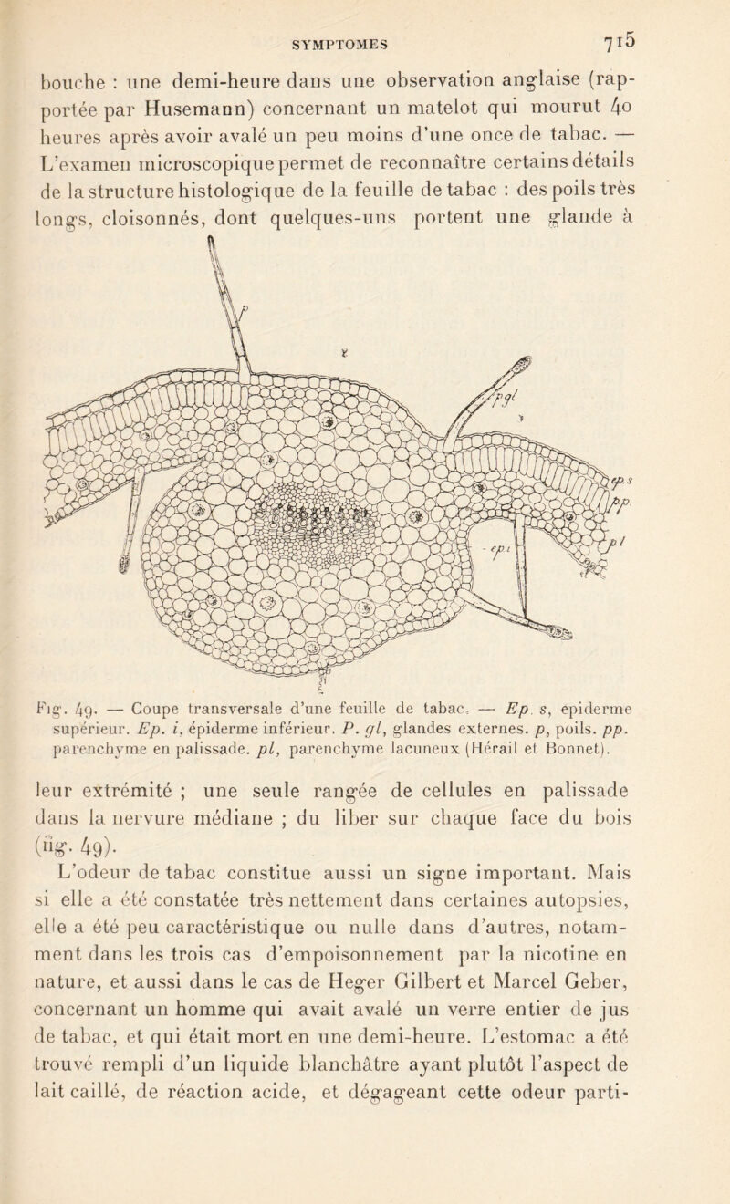 bouche : une demi-heure dans une observation anglaise (rap- portée par Husemann) concernant un matelot qui mourut 4o heures après avoir avalé un peu moins d’une once de tabac. — L’examen microscopique permet de reconnaître certains détails de la structure histologique de la feuille de tabac : des poils très longs, cloisonnés, dont quelques-uns portent une glande à Fig1. 49- — Coupe transversale d’une feuille de tabac, — Ep s, épiderme supérieur. Ep. i, épiderme inférieur. P. gl, glandes externes, p, poils, pp. parenchyme en palissade, pl, parenchyme lacuneux (Hérail et Bonnet). leur extrémité ; une seule rangée de cellules en palissade dans la nervure médiane ; du liber sur chaque face du bois (“{?• 49)- L’odeur de tabac constitue aussi un signe important. Mais si elle a été constatée très nettement dans certaines autopsies, elle a été peu caractéristique ou nulle dans d’autres, notam- ment dans les trois cas d’empoisonnement par la nicotine en nature, et aussi dans le cas de Heger Gilbert et Marcel Geber, concernant un homme qui avait avalé un verre entier de jus de tabac, et qui était mort en une demi-heure. L’estomac a été trouvé rempli d’un liquide blanchâtre ayant plutôt l’aspect de lait caillé, de réaction acide, et dégageant cette odeur parti-