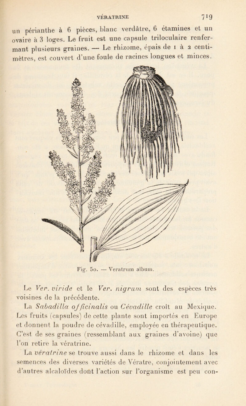 un périanthe à 6 pièces, blanc verdâtre, 6 étamines et un ovaire à 3 loges. Le fruit est une capsule triloculaire renfer- mant plusieurs graines. — Le rhizome, épais de i à 2 centi- mètres, est couvert d’une foule de racines longues et minces. Fig1. 5o. — Veratrum album. Le Ver. viride et le Ver. nigrani sont des espèces très voisines de la précédente. La Sabadilla ojficinalis ou Cévcidille croît au Mexique. Les fruits (capsules) de cette plante sont importés en Europe et donnent la poudre de cévadille, employée en thérapeutique. C’est de ses graines (ressemblant aux graines d’avoine) que l’on retire la vératrine. La vératrine se trouve aussi dans le rhizome et dans les semences des diverses variétés de Vératre, conjointement avec d’autres alcaloïdes dont l’action sur l’organisme est peu con-