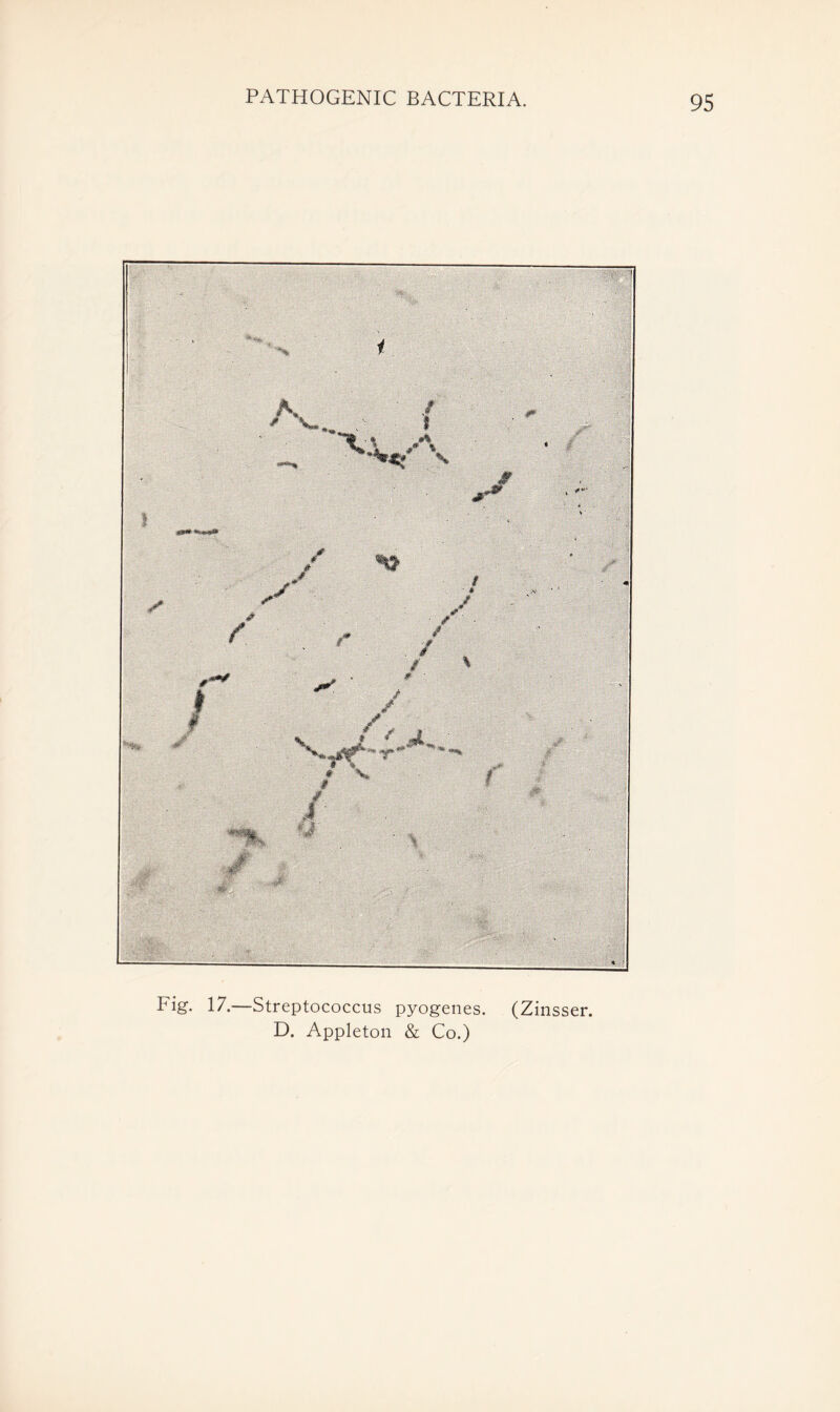 Fig. 17.—Streptococcus pyogenes. (Zinsser, D. Appleton & Co.)