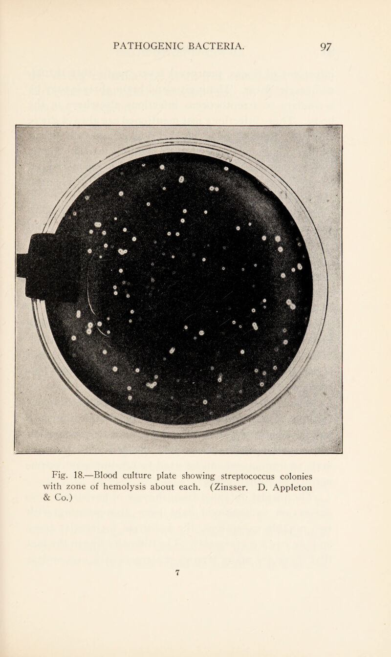 Fig. 18.—Blood culture plate showing streptococcus colonies with zone of hemolysis about each. (Zinsser. D. Appleton & Co.) 7