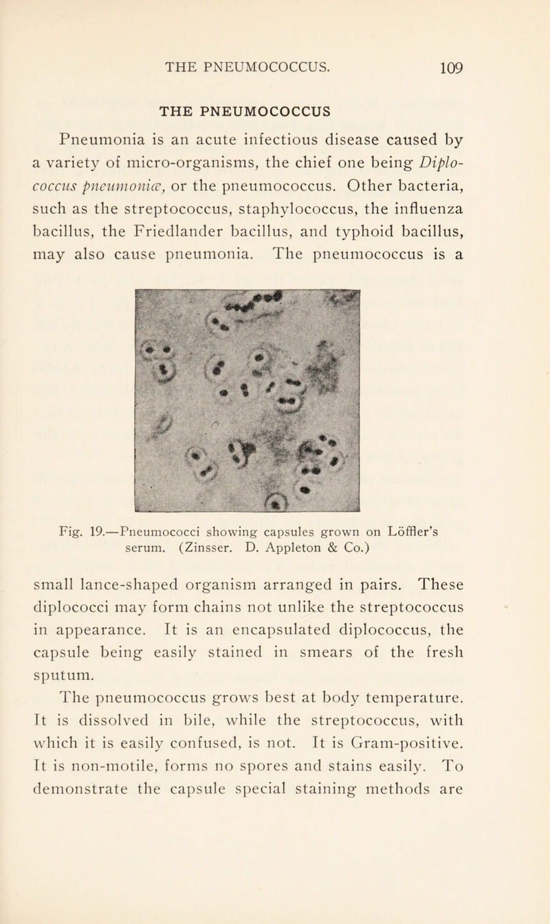 THE PNEUMOCOCCUS Pneumonia is an acute infectious disease caused by a variety of micro-organisms, the chief one being Diplo- coccus pneumonia, or the pneumococcus. Other bacteria, such as the streptococcus, staphylococcus, the influenza bacillus, the Friedlander bacillus, and typhoid bacillus, may also cause pneumonia. The pneumococcus is a Fig. 19.—Pneumococci showing capsules grown on Loffler’s serum. (Zinsser. D. Appleton & Co.) small lance-shaped organism arranged in pairs. These diplococci may form chains not unlike the streptococcus in appearance. It is an encapsulated diplococcus, the capsule being easily stained in smears of the fresh sputum. The pneumococcus grows best at body temperature. It is dissolved in bile, while the streptococcus, with which it is easily confused, is not. It is Gram-positive. It is non-motile, forms no spores and stains easily. To demonstrate the capsule special staining methods are