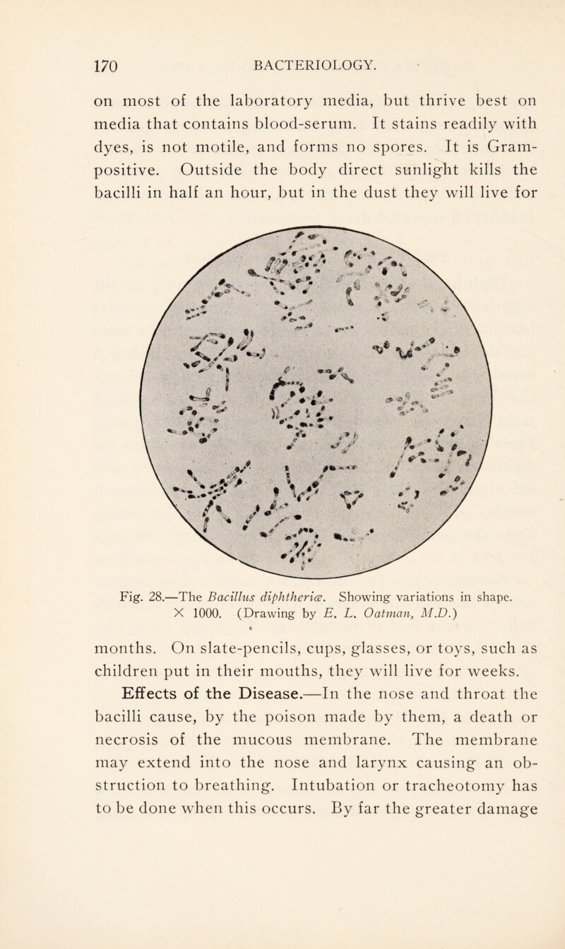 on most of the laboratory media, but thrive best on media that contains blood-serum. It stains readily with dyes, is not motile, and forms no spores. It is Gram- positive. Outside the body direct sunlight kills the bacilli in half an hour, but in the dust they will live for Fig. 28.—The Bacillus diphtheria. Showing variations in shape. X 1000. (Drawing by E. L. Oatman, M.D.) * months. On slate-pencils, cups, glasses, or toys, such as children put in their mouths, they will live for weeks. Effects of the Disease.—In the nose and throat the bacilli cause, by the poison made by them, a death or necrosis of the mucous membrane. The membrane may extend into the nose and larynx causing an ob- struction to breathing. Intubation or tracheotomy has to be done when this occurs. By far the greater damage