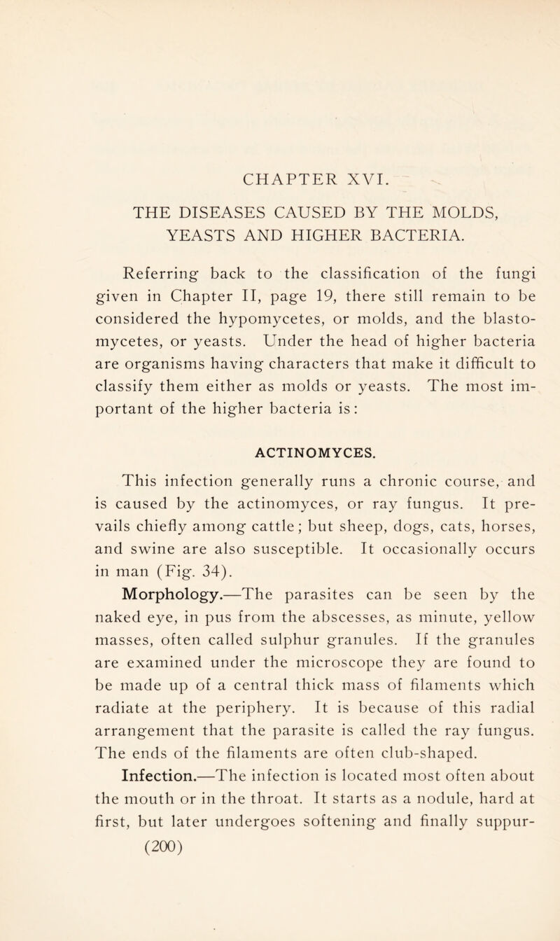 CHAPTER XVI. THE DISEASES CAUSED BY THE MOLDS, YEASTS AND HIGHER BACTERIA. Referring back to the classification of the fungi given in Chapter II, page 19, there still remain to be considered the hypomycetes, or molds, and the blasto- mycetes, or yeasts. Under the head of higher bacteria are organisms having characters that make it difficult to classify them either as molds or yeasts. The most im- portant of the higher bacteria is: ACTINOMYCES. This infection generally runs a chronic course, and is caused by the actinomyces, or ray fungus. It pre- vails chiefly among cattle; but sheep, dogs, cats, horses, and swine are also susceptible. It occasionally occurs in man (Fig. 34). Morphology.—The parasites can be seen by the naked eye, in pus from the abscesses, as minute, yellow masses, often called sulphur granules. If the granules are examined under the microscope they are found to be made up of a central thick mass of filaments which radiate at the periphery. It is because of this radial arrangement that the parasite is called the ray fungus. The ends of the filaments are often club-shaped. Infection.—The infection is located most often about the mouth or in the throat. It starts as a nodule, hard at first, but later undergoes softening and finally suppur-