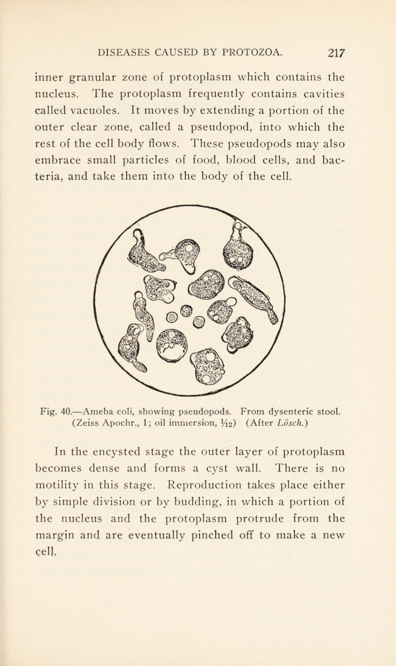 inner granular zone of protoplasm which contains the nucleus. The protoplasm frequently contains cavities called vacuoles. It moves by extending a portion of the outer clear zone, called a pseudopod, into which the rest of the cell body flows. These pseudopods may also embrace small particles of food, blood cells, and bac- teria, and take them into the body of the cell. Fig. 40.—Ameba coli, showing pseudopods. From dysenteric stool. (Zeiss Apochr., 1; oil immersion, H2) (After Losch.) In the encysted stage the outer layer of protoplasm becomes dense and forms a cyst wall. There is no motility in this stage. Reproduction takes place either by simple division or by budding, in which a portion of the nucleus and the protoplasm protrude from the margin and are eventually pinched off to make a new cell,